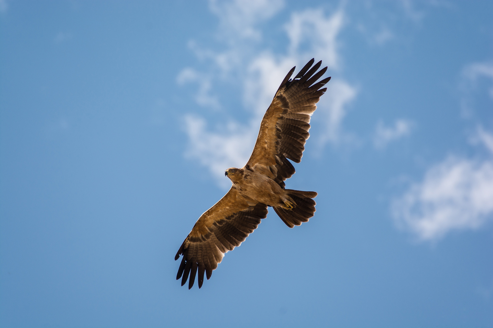 Bird Bird Of Prey Hawk 2048x1365