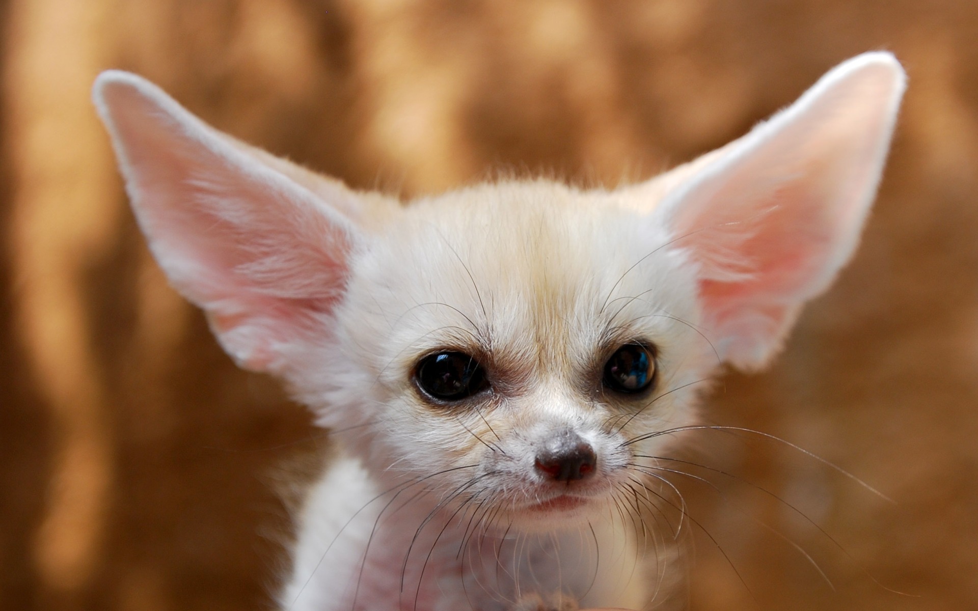 Animal Fennec Fox 1920x1200