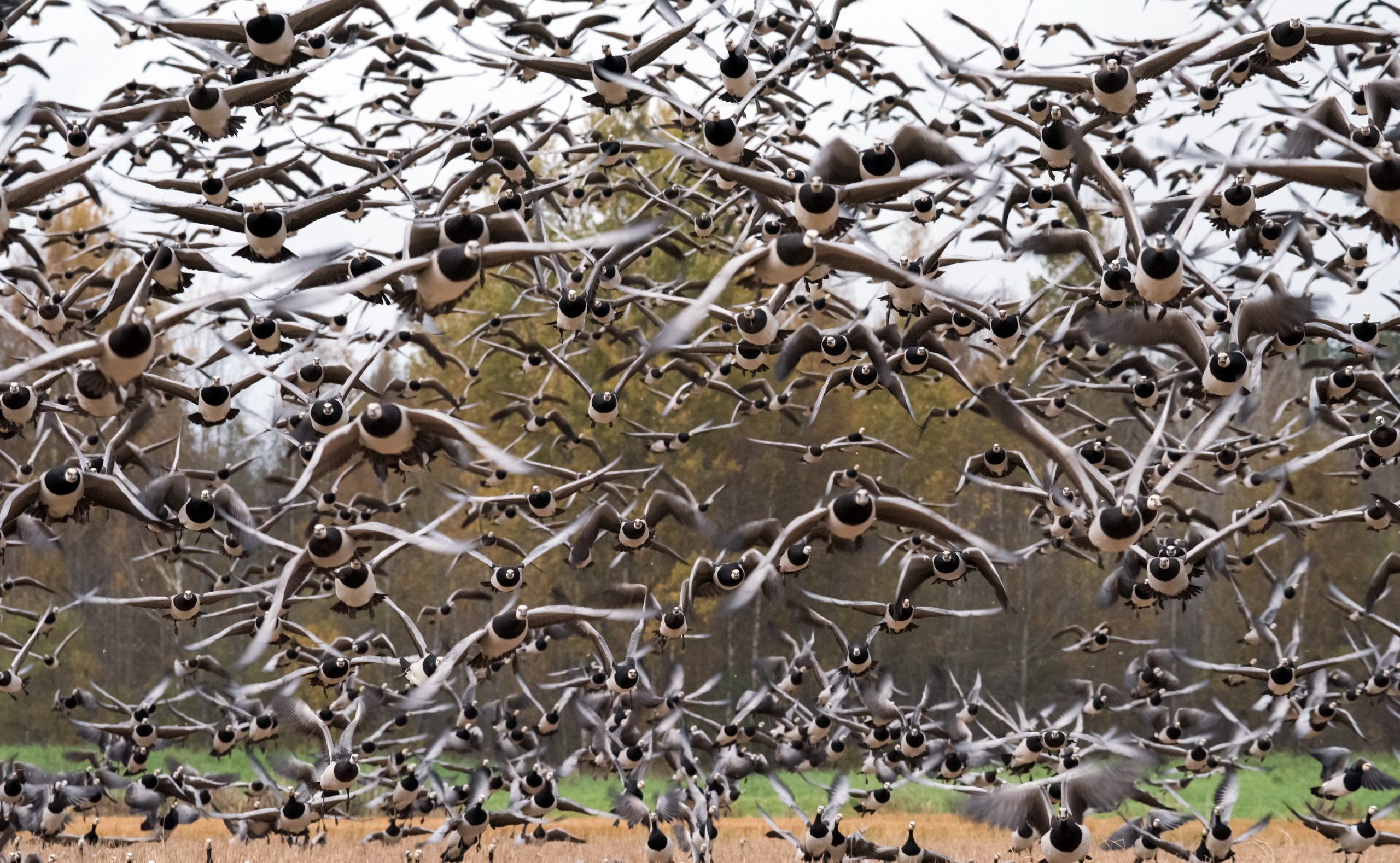 Bird Flock Of Birds 2560x1578
