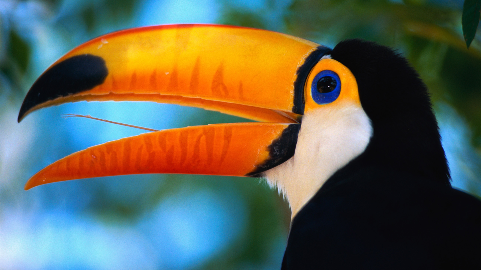 Animal Toco Toucan 1920x1080