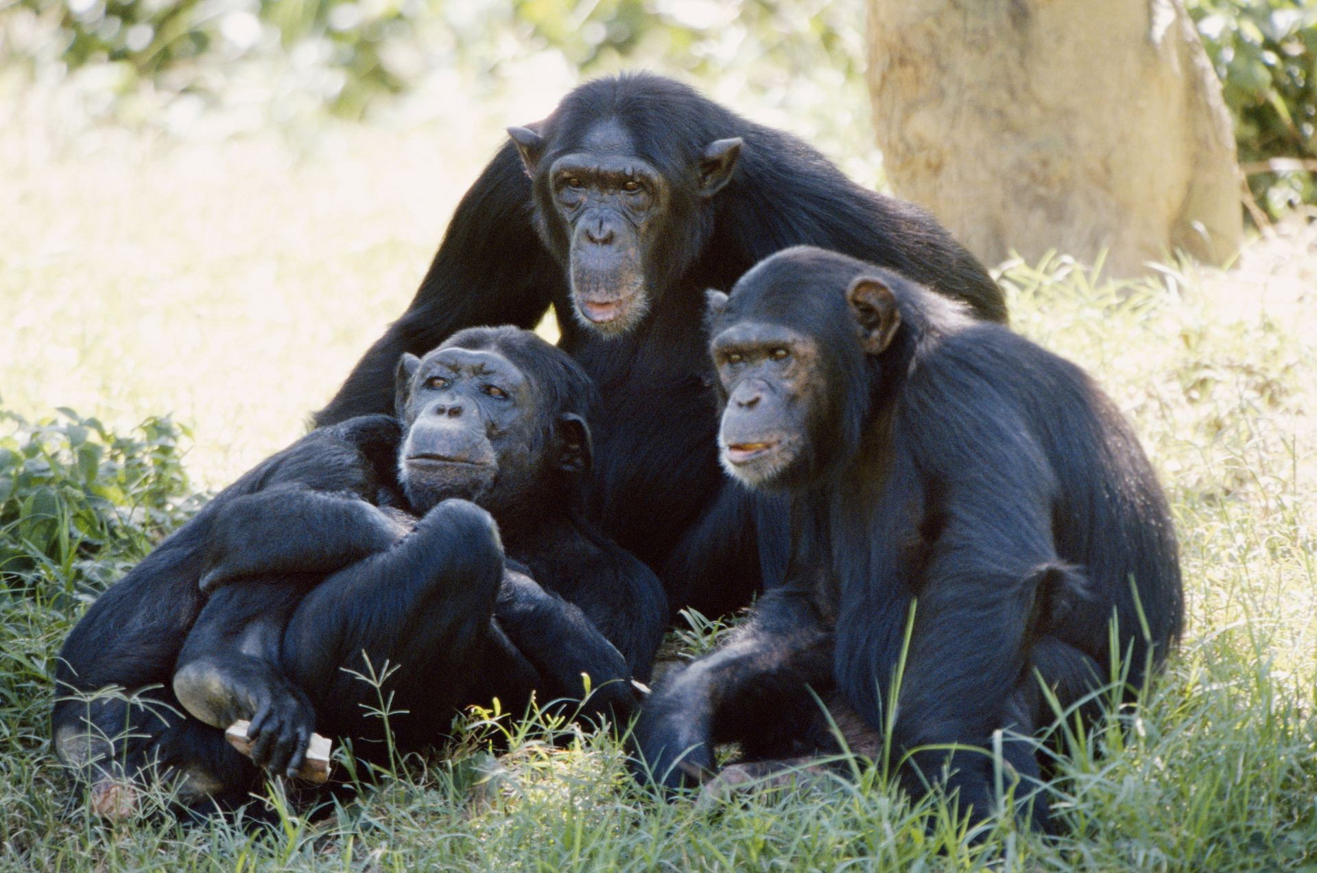 Animal Chimpanzee 1920x1272