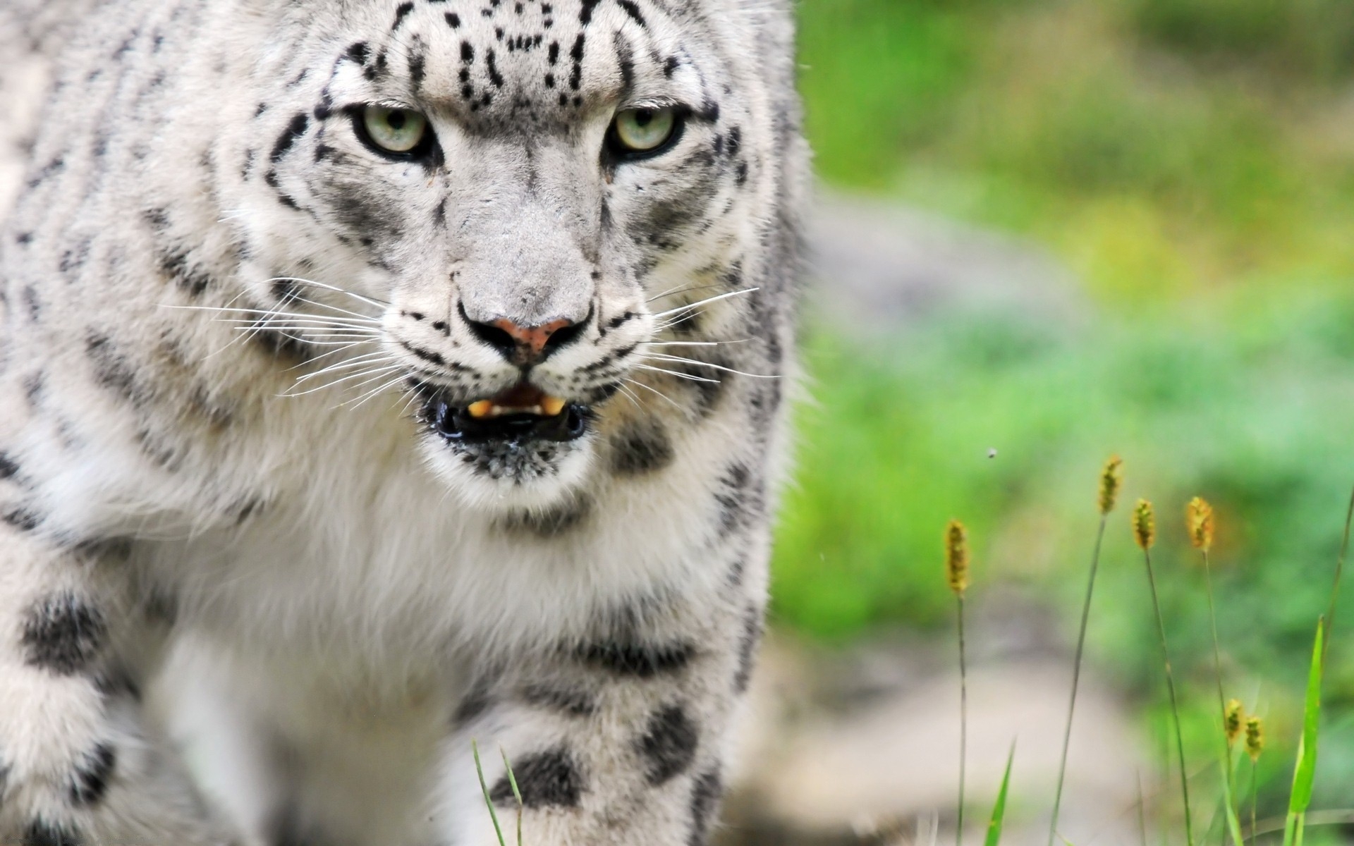 Animal Snow Leopard 1920x1200