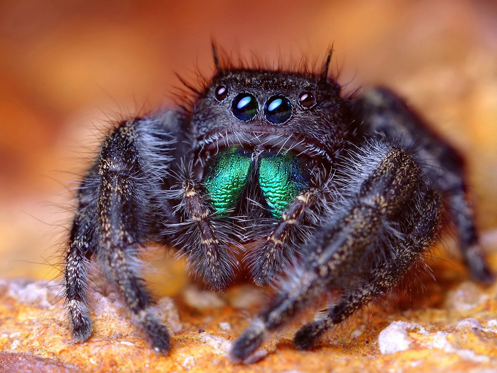 Jumping Spider 1600x1200