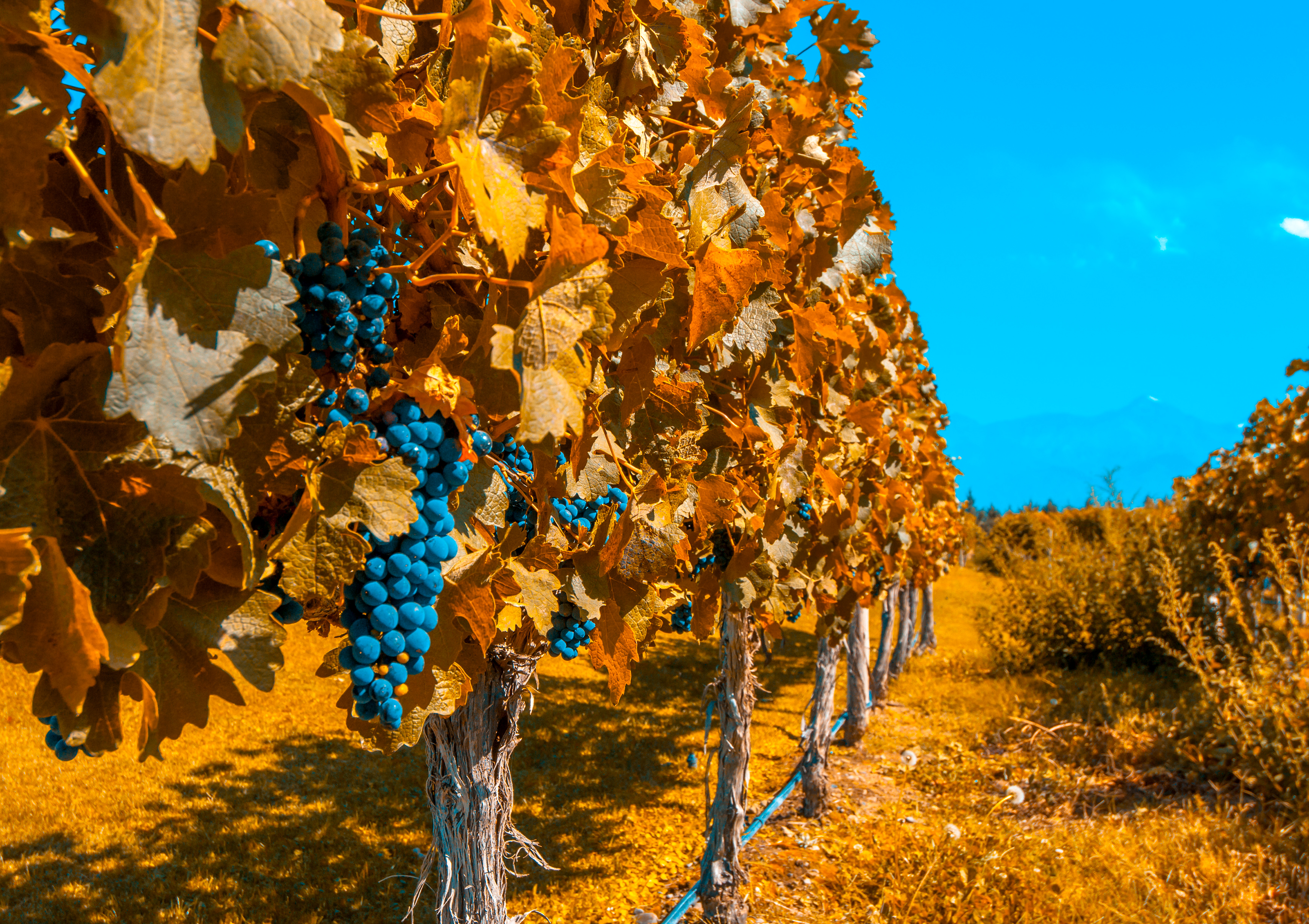 Fall Grapes Vineyard 4250x3000
