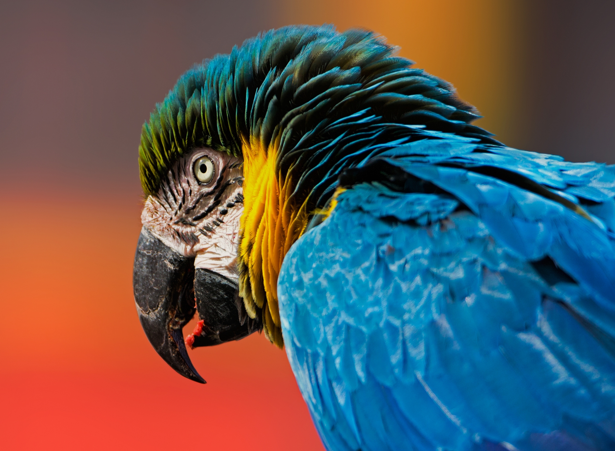Bird Blue And Yellow Macaw Macaw 2560x1879