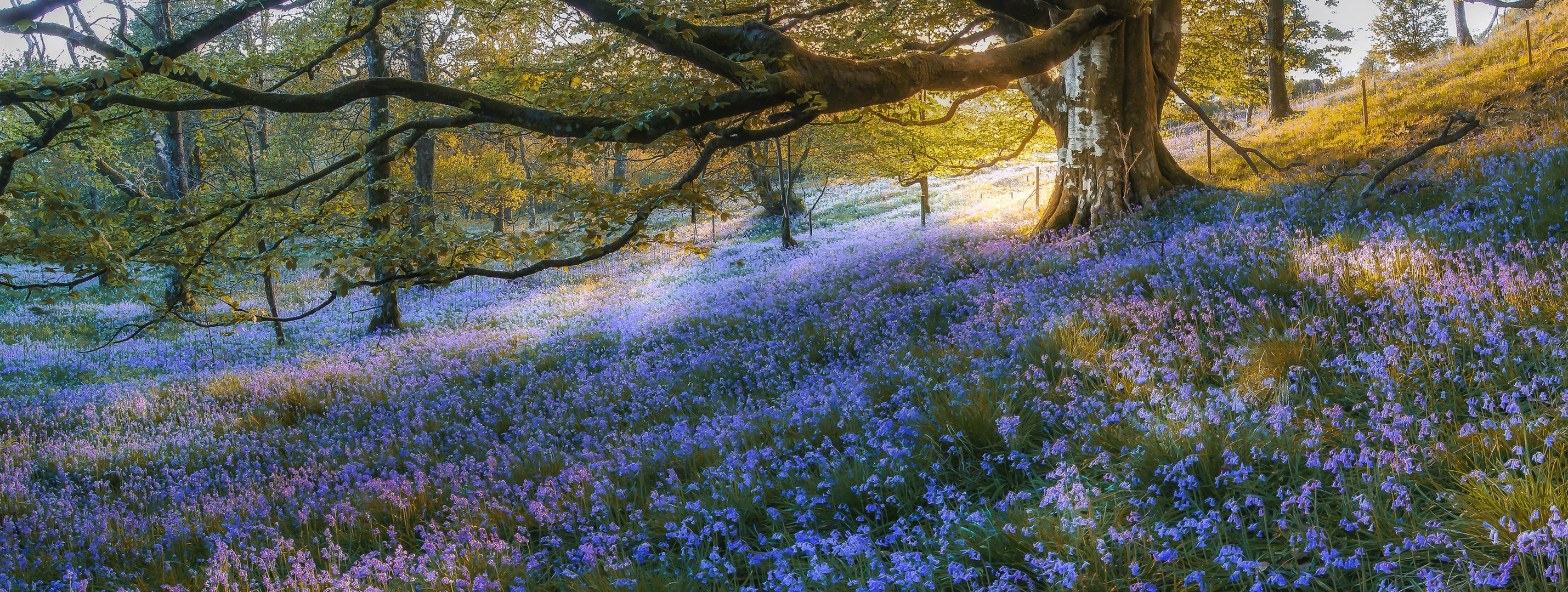 Bluebell Branch Flower Nature 2859x1080