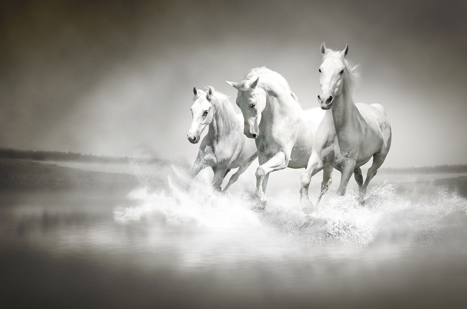 Horse Water White 1920x1271