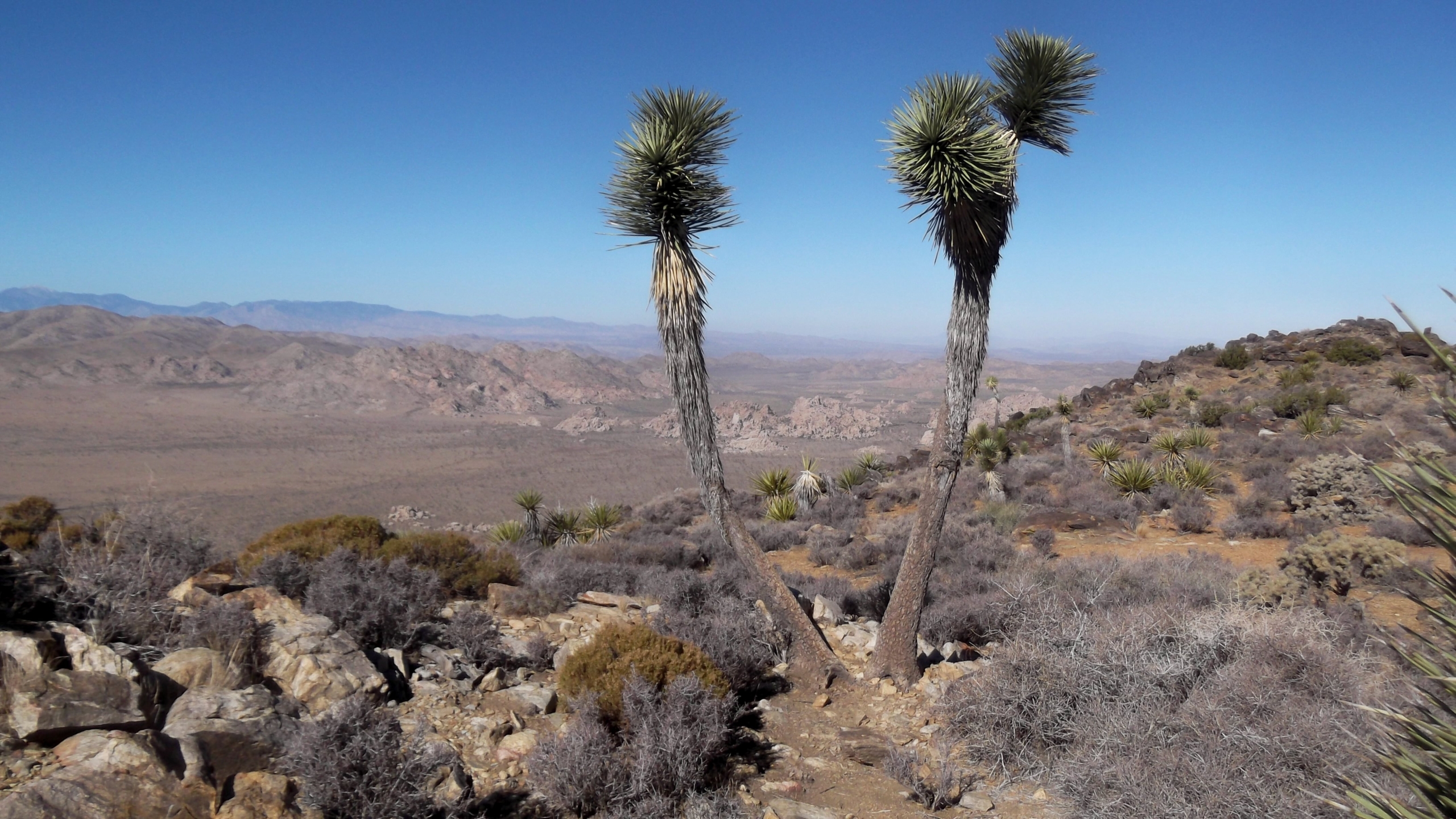 Earth Joshua Tree National Park 2560x1440