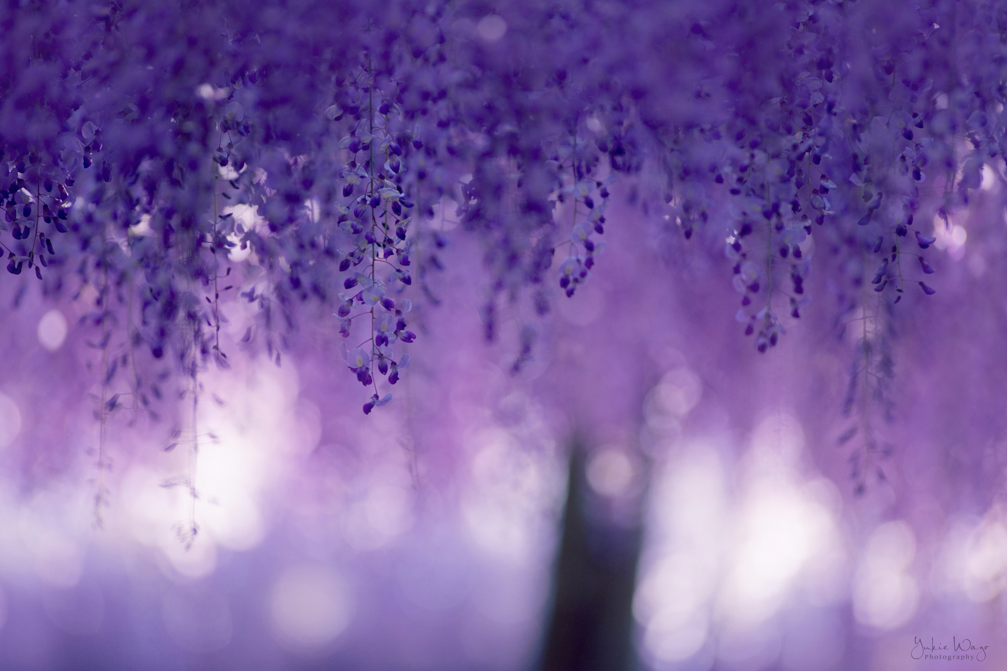 Bokeh Branch Flower Purple Purple Flower Spring Wisteria 2048x1365