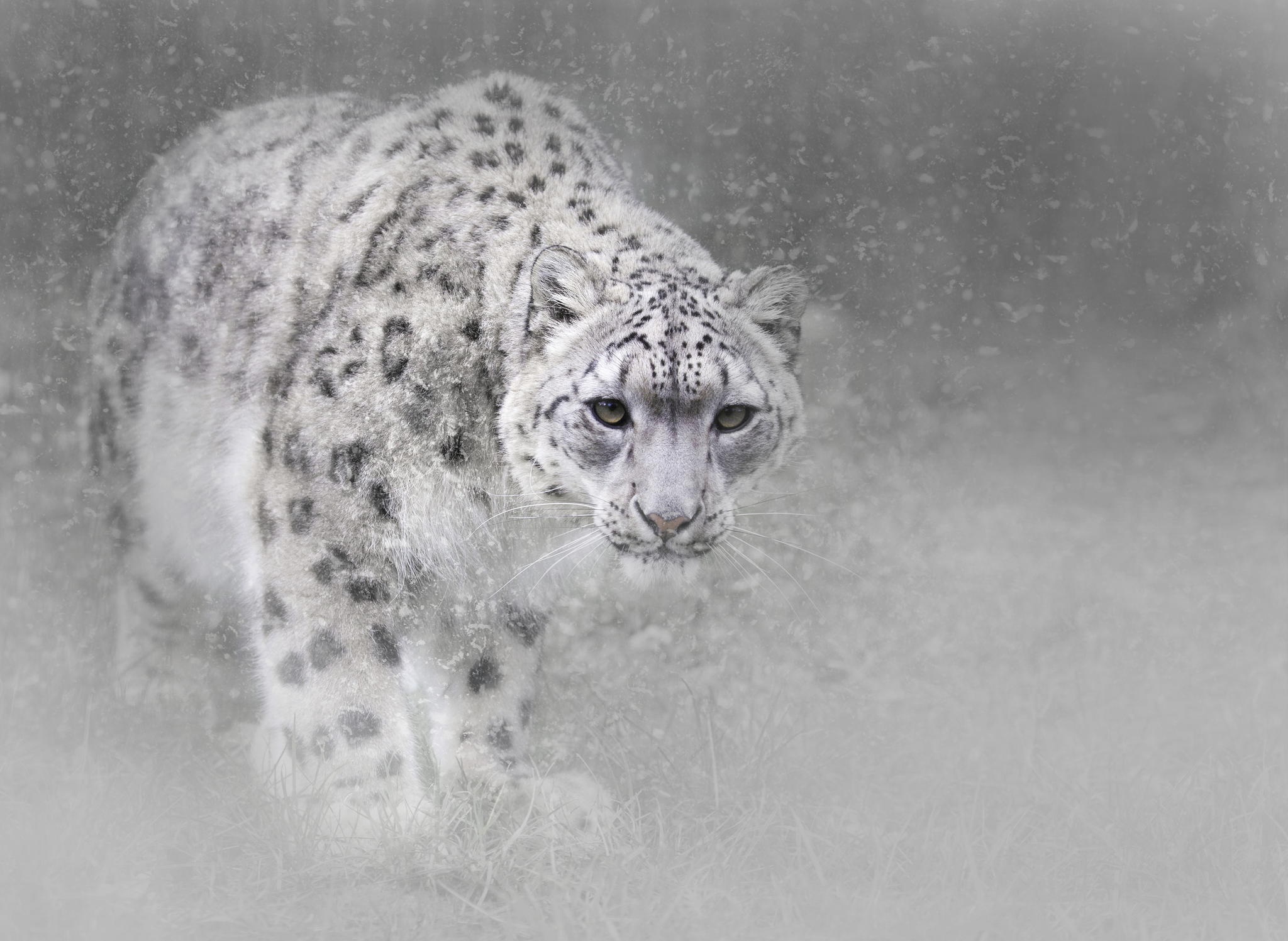 Big Cat Snow Leopard Snowfall Wildlife Predator Animal 2048x1497