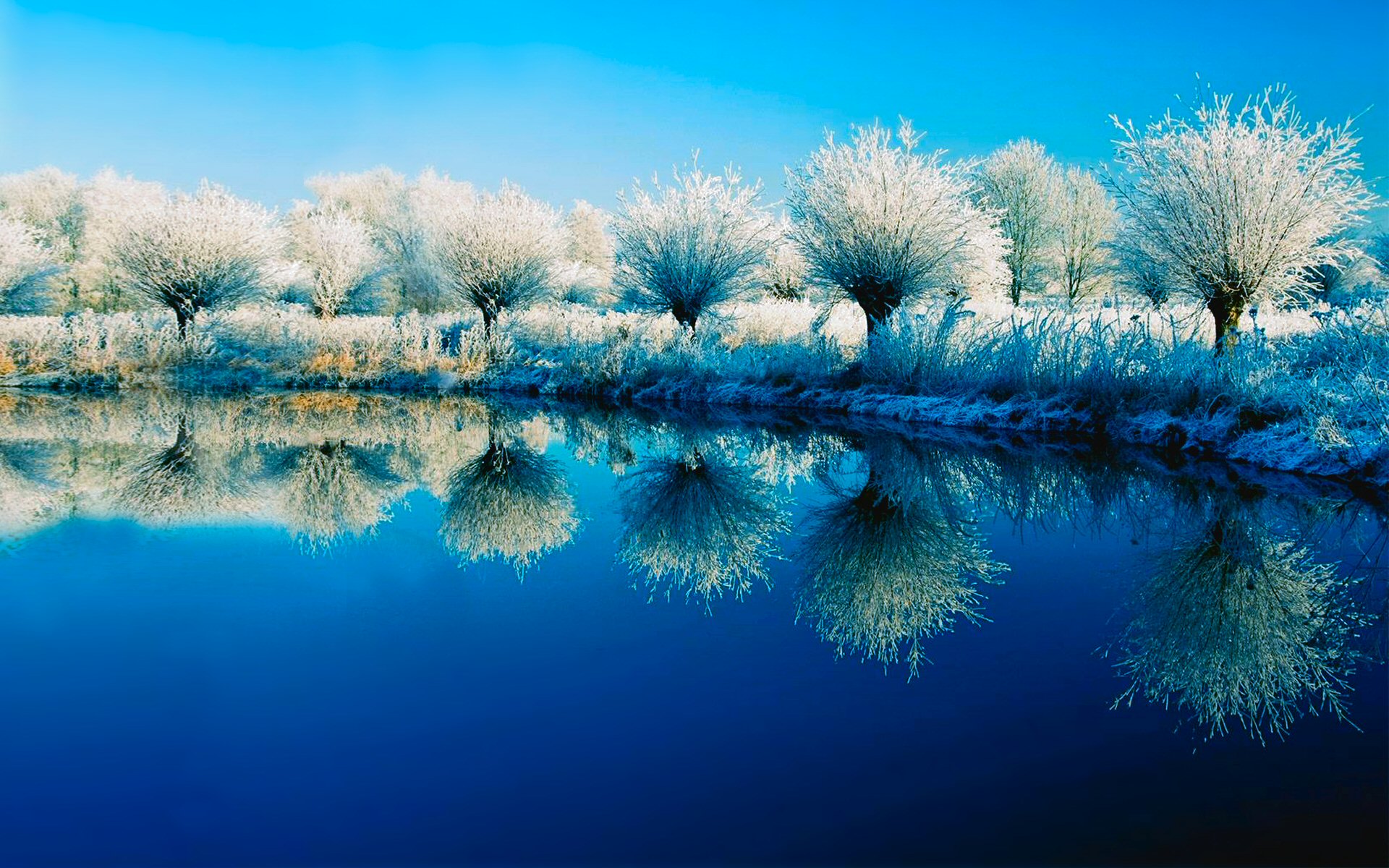 Azure Blue Nature Reflection Snow Tree Turquoise Winter 1920x1200