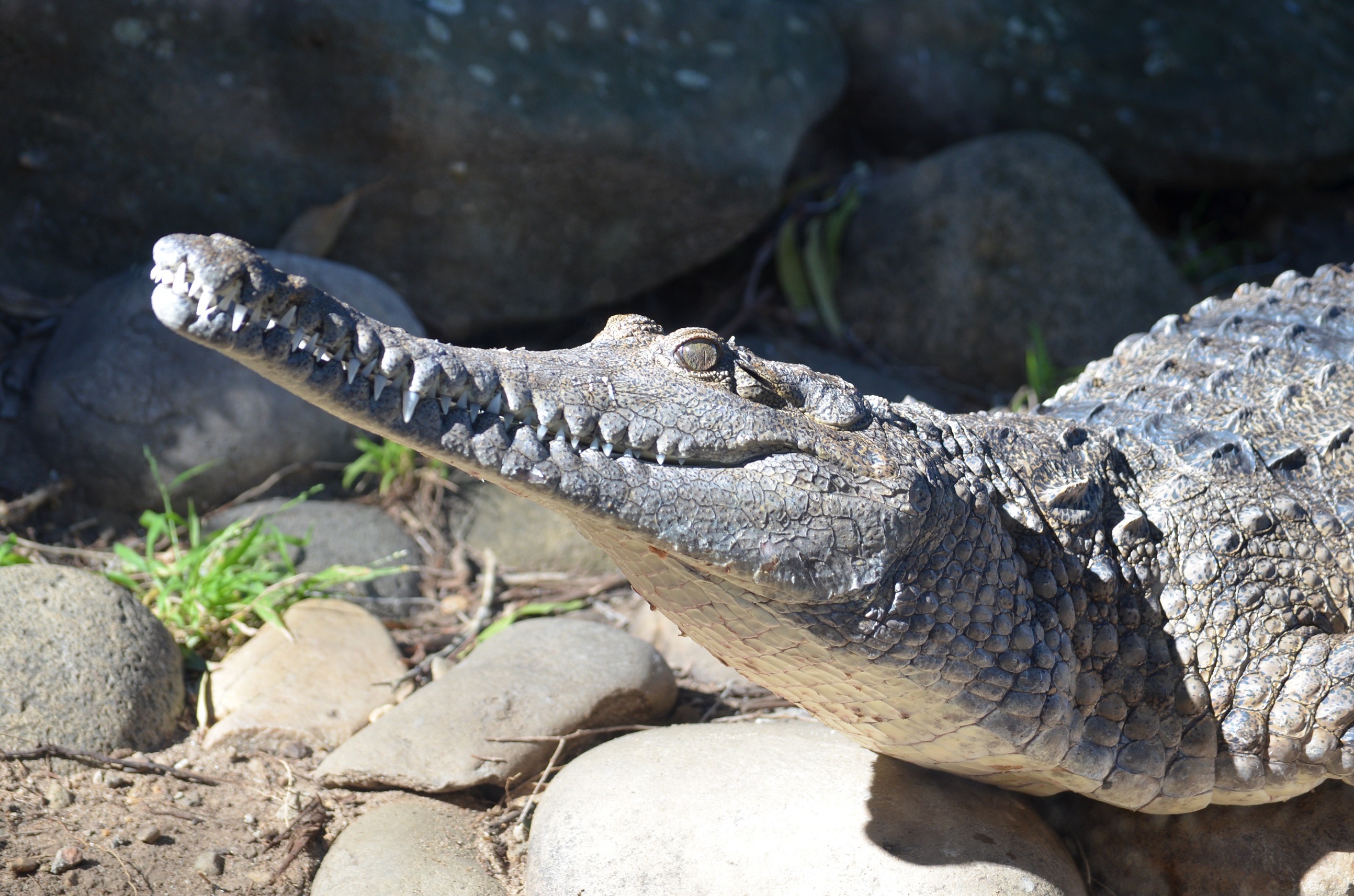 Crocodile Reptile Zoo Predator Animal 2588x1714
