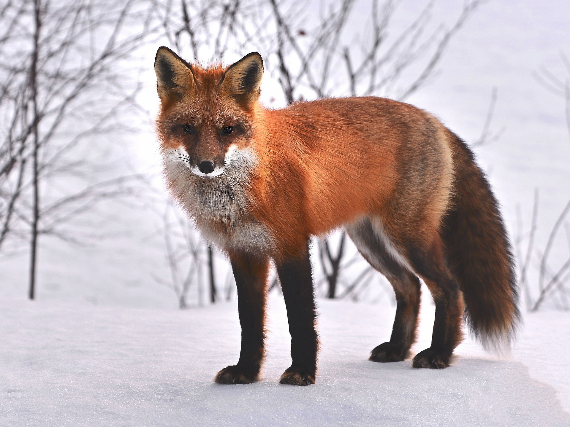 Red Fox 1920x1440