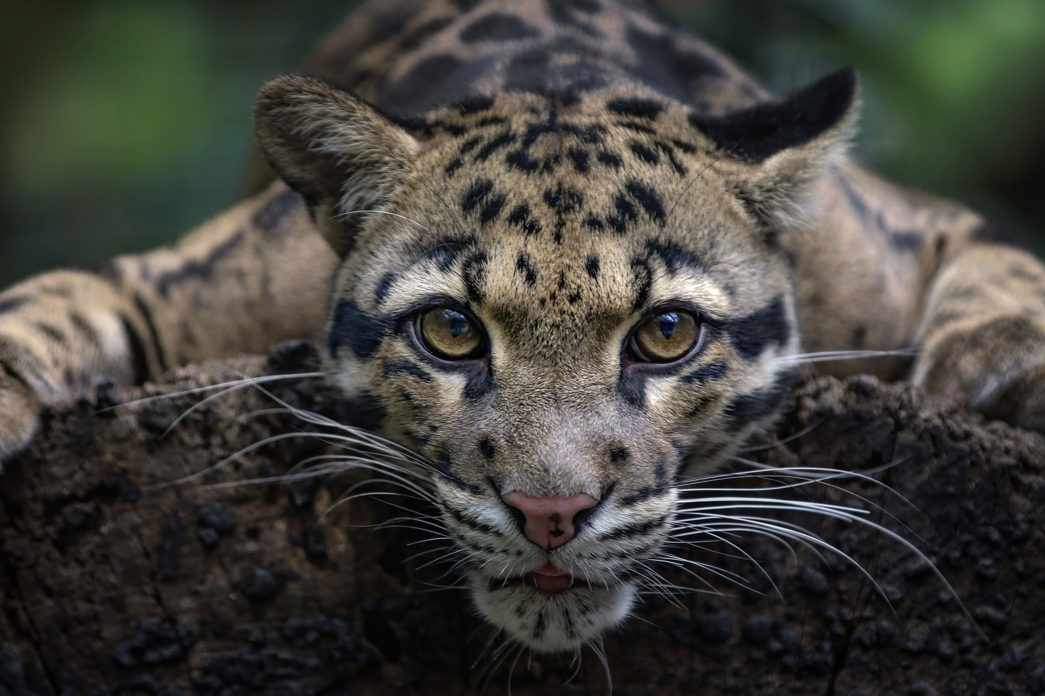 Big Cat Close Up Clouded Leopard Stare Wildlife Predator Animal 2048x1365
