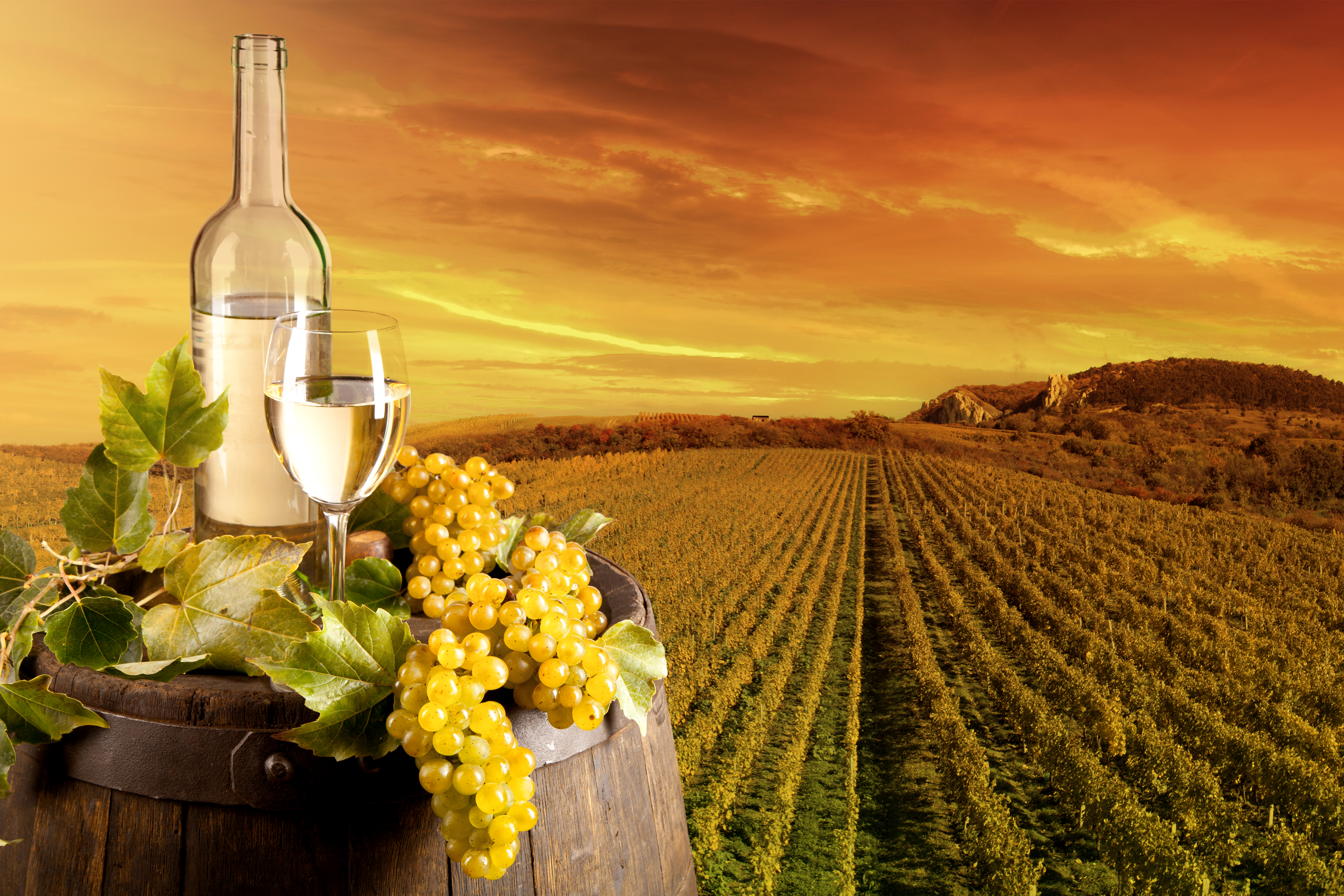 Bottle Grapes Still Life Vineyard Wine 5616x3744