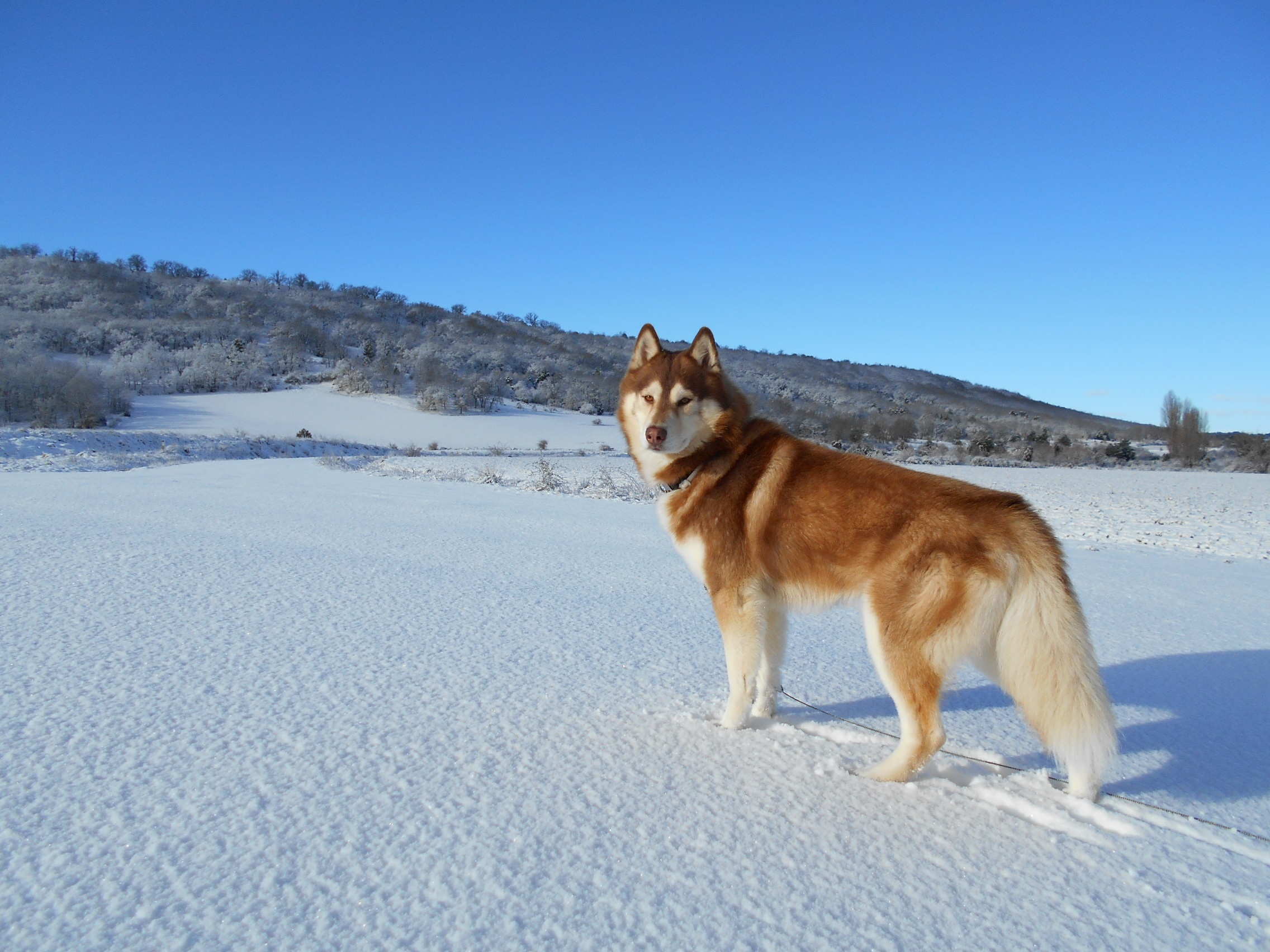 Dog Husky Pet Snow Winter 2272x1704