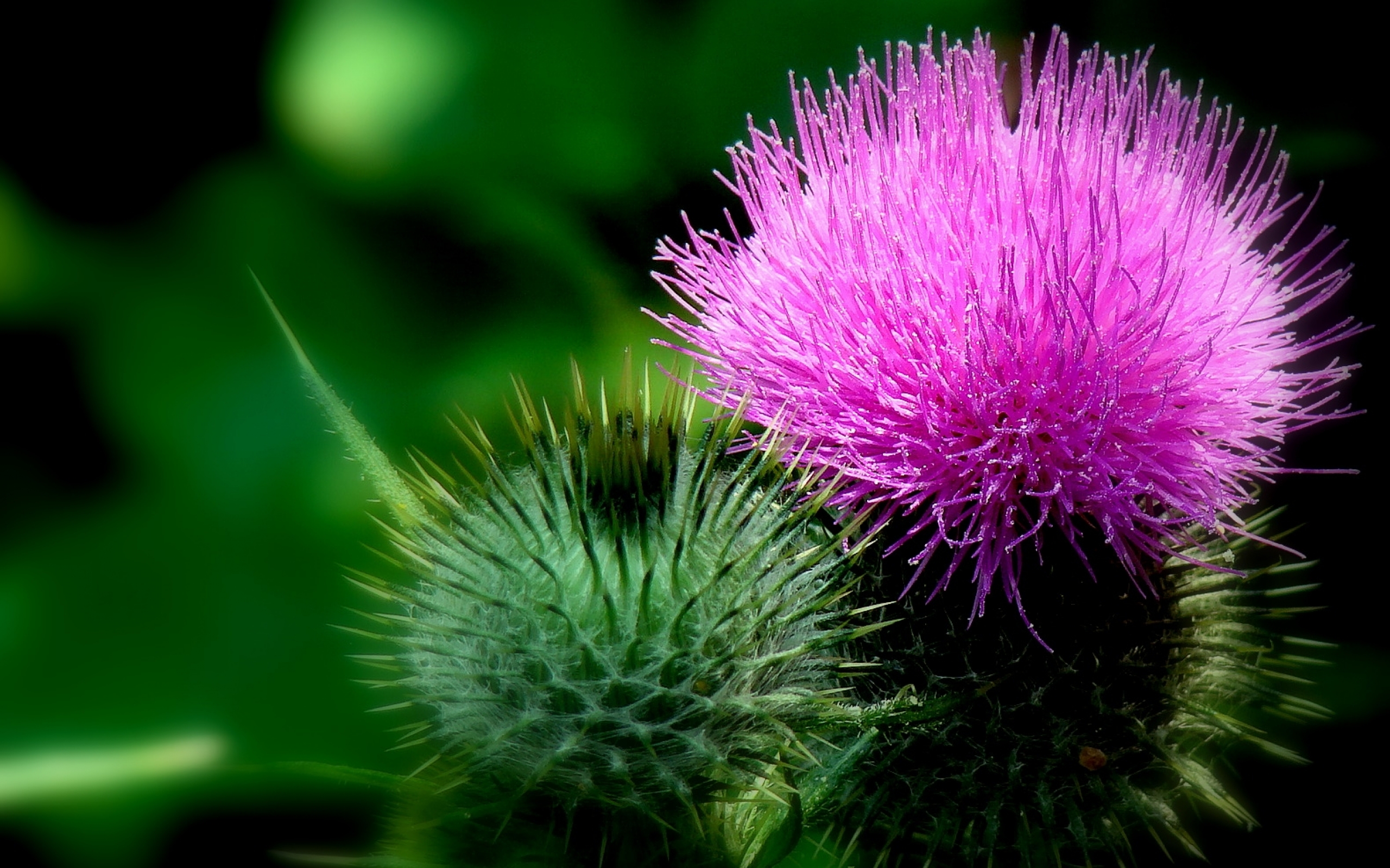 Flower Thistle 2560x1600