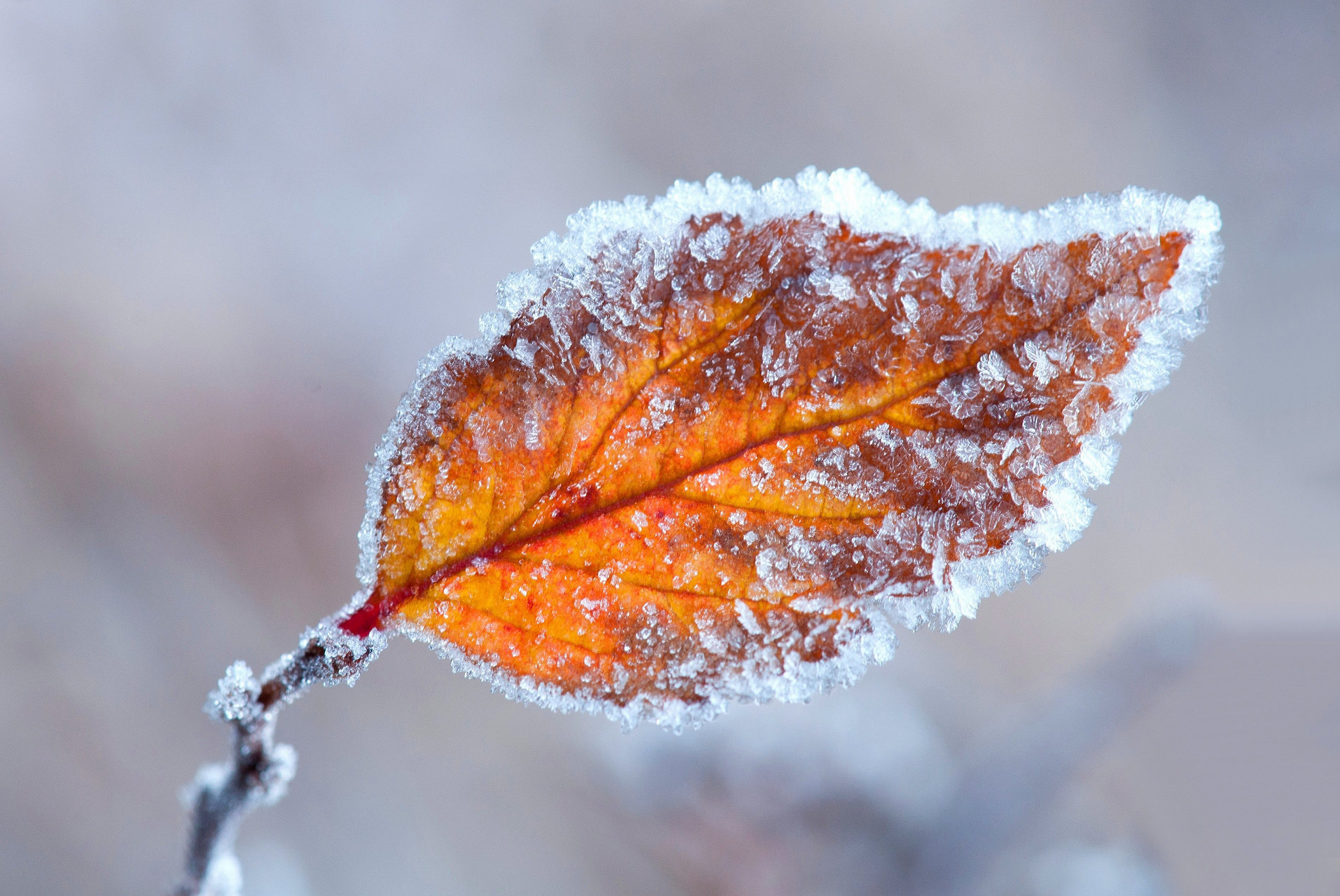 Fall Frost Leaf Nature 2048x1370
