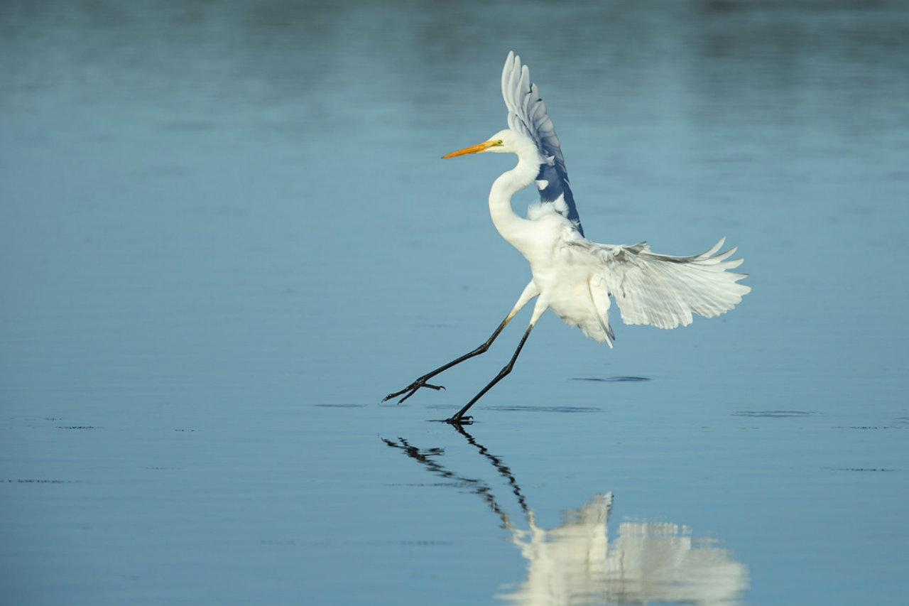 Egret Freshwater Birds Great Egrets 1280x853