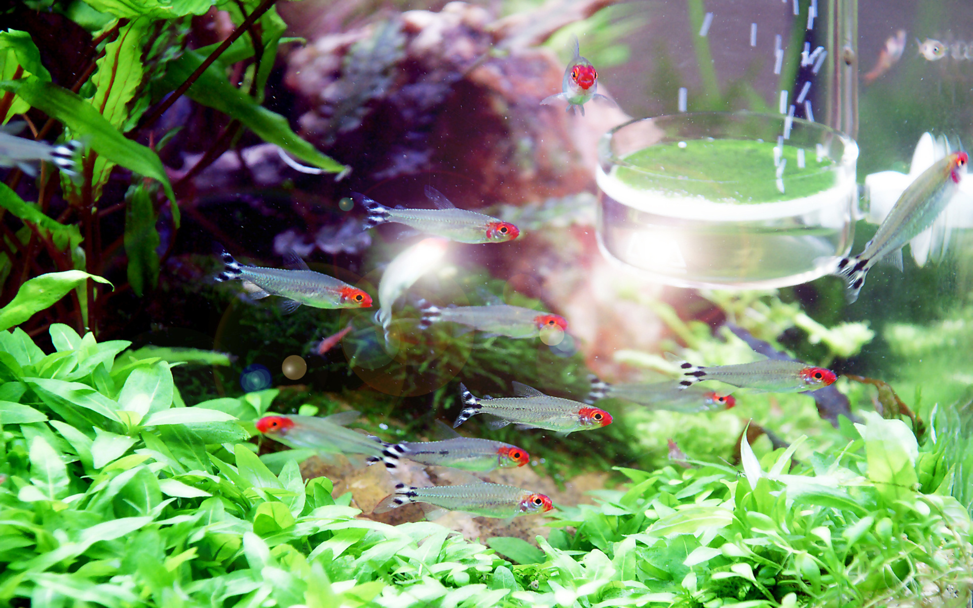 Colors Fish Tank Red Water 1920x1200