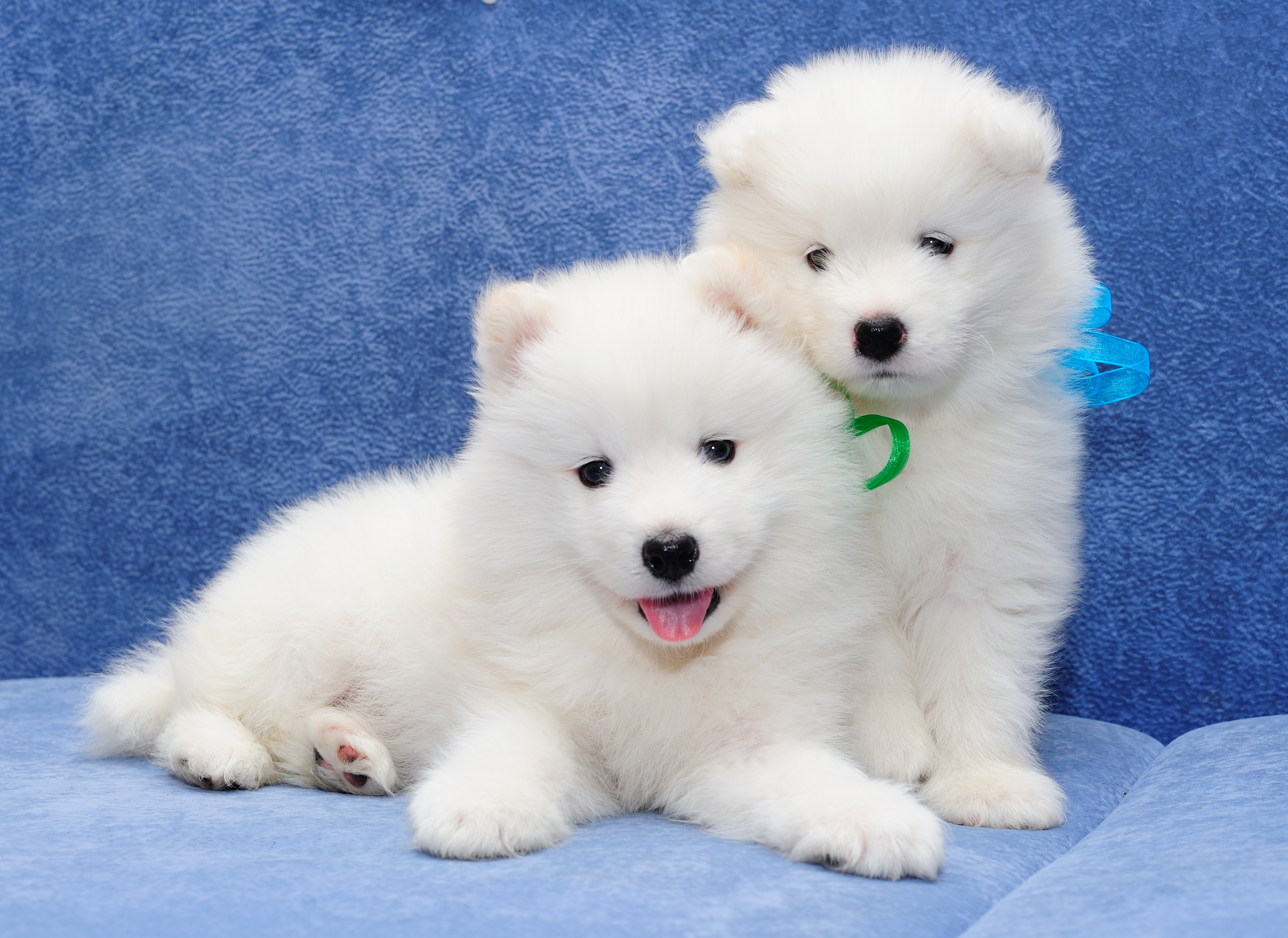 Animal Baby Animal Cute Dog Fluffy Puppy Samoyed 3466x2526