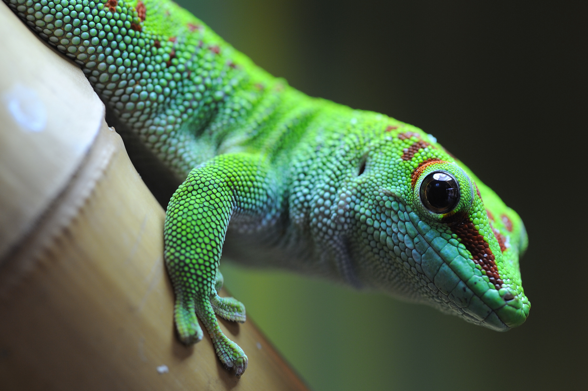 Gecko Green Lizard 2048x1363