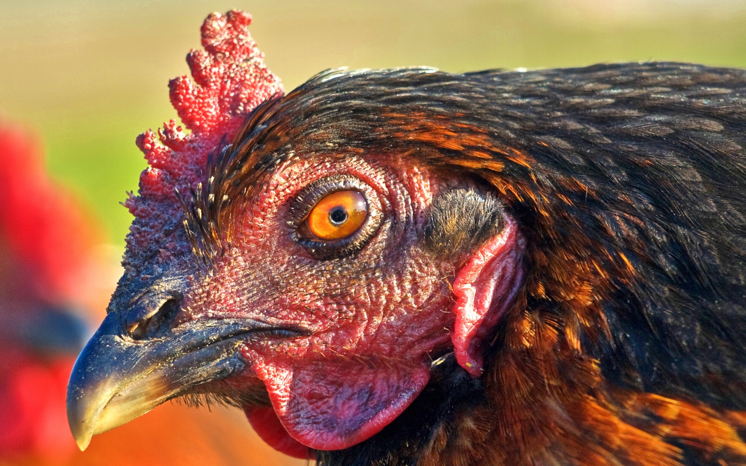 Animal Chicken 2560x1600