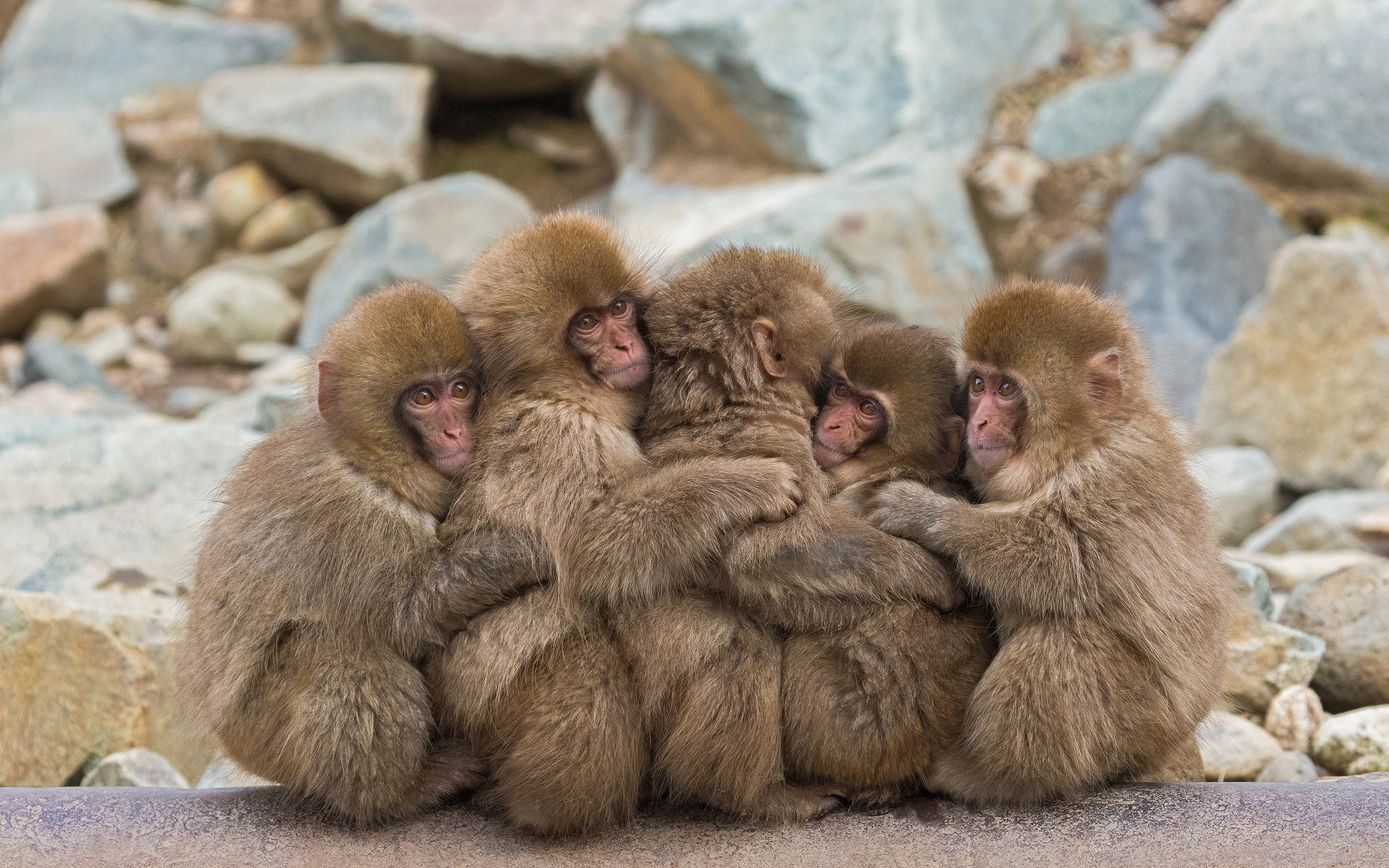 Animal Cuddle Hug Japanese Macaque 2560x1600