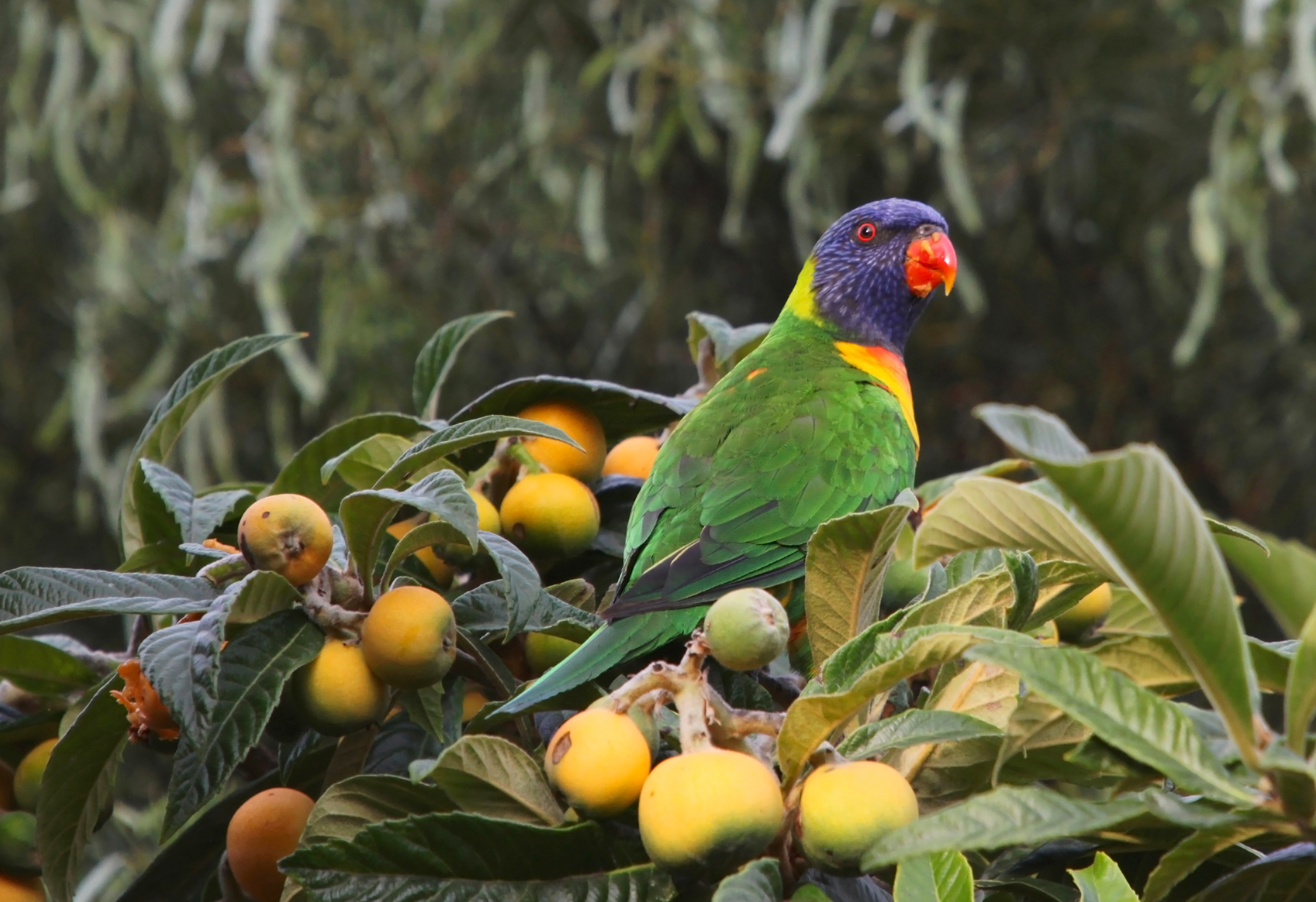 Bird Bokeh Feast Loquat Loquat Berries Parrot Rainbow Lorikeet 3046x2087