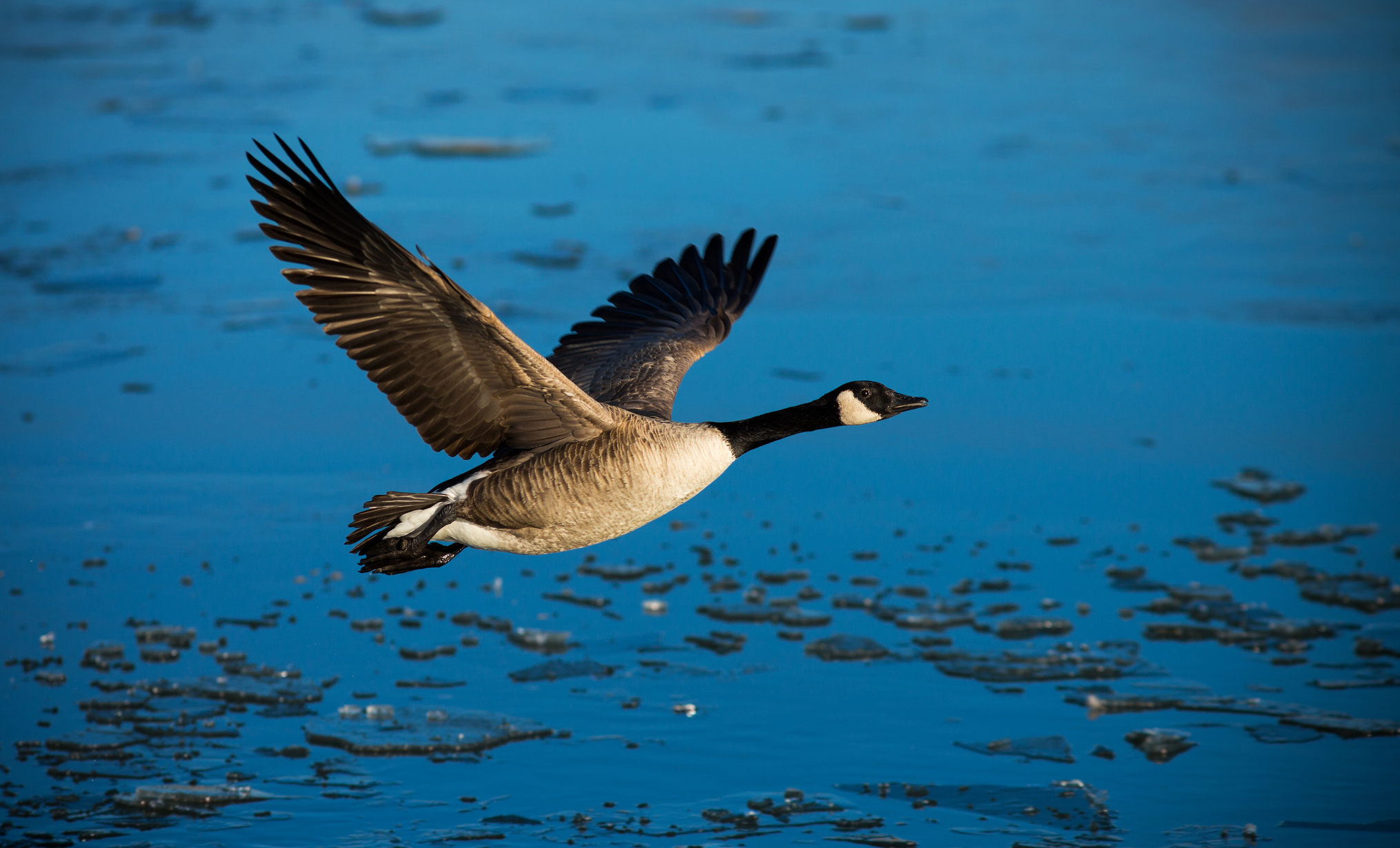 Animal Goose 2030x1230