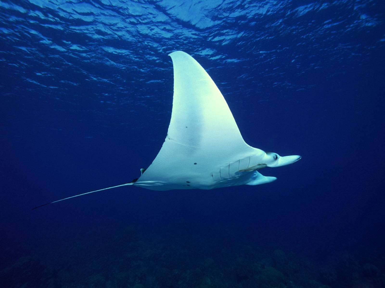 Manta Ray 1600x1200