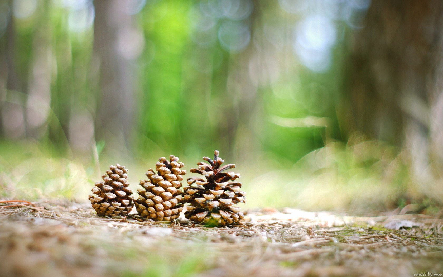 Earth Pine Cone 1680x1050