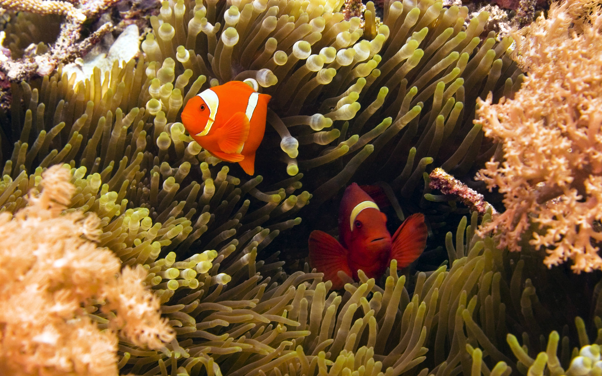 Clownfish Fish Sea Anemone Underwater 1920x1200