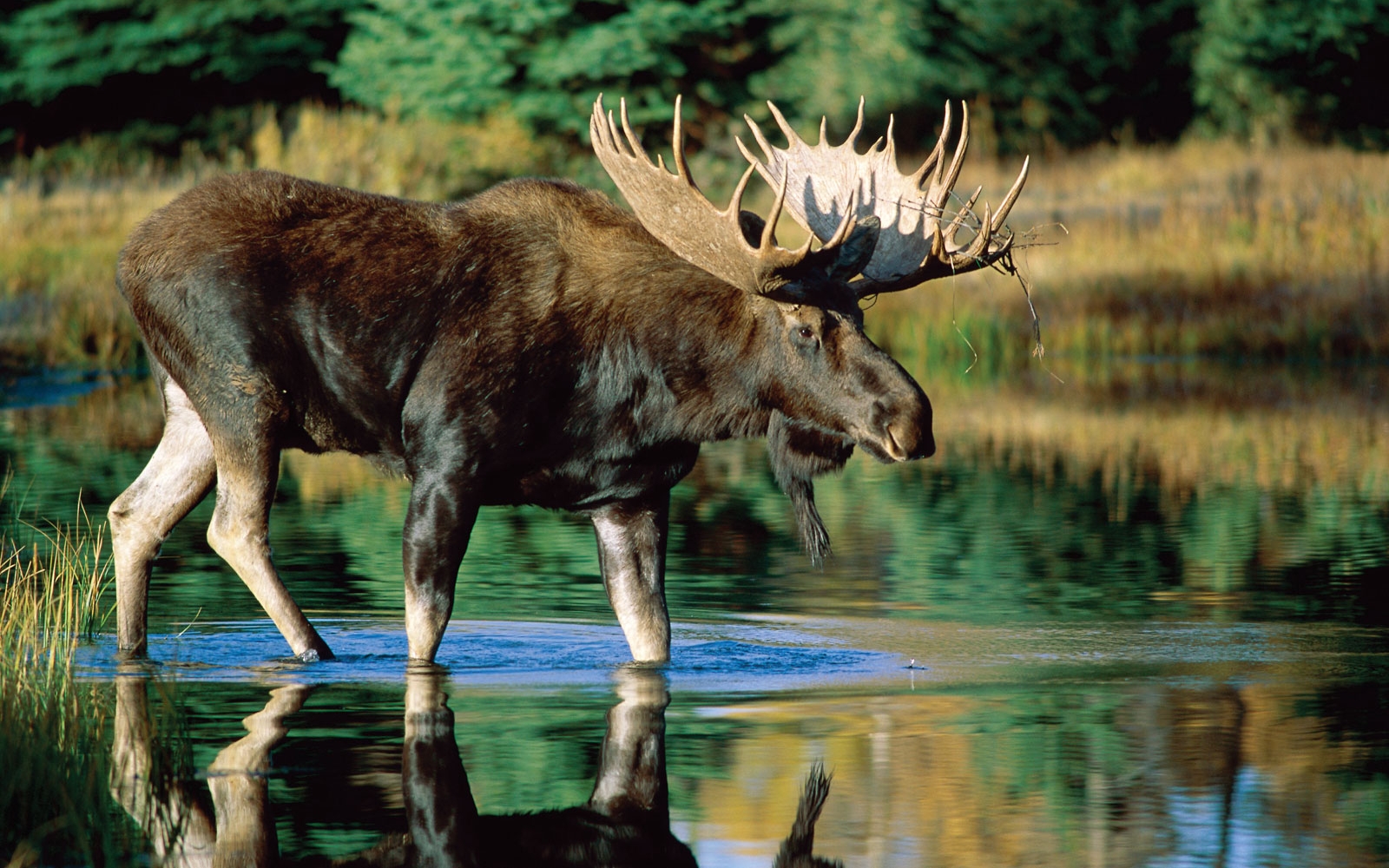 Animal Moose 1600x1000