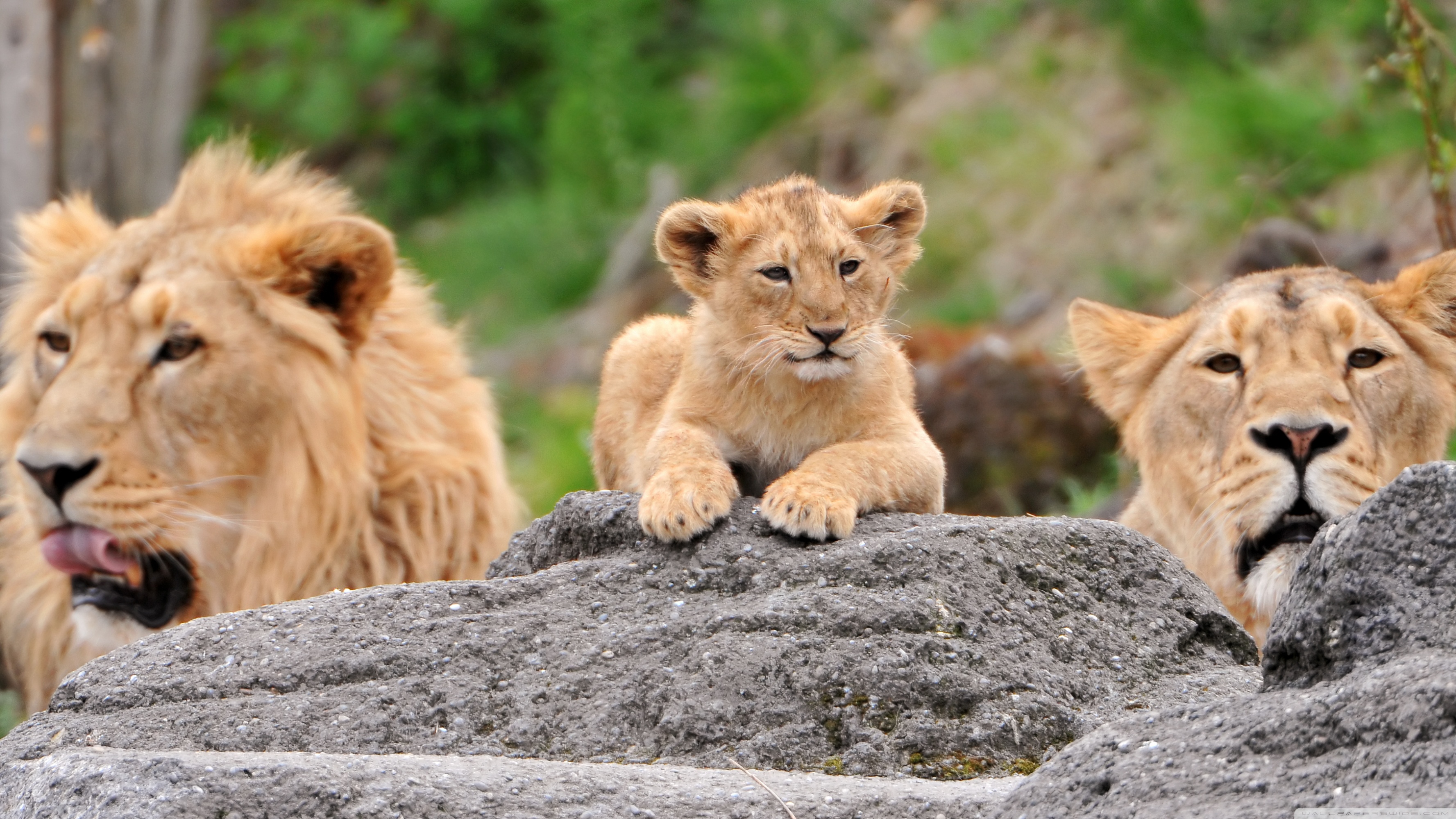 Cub Lion Lioness 3554x1999