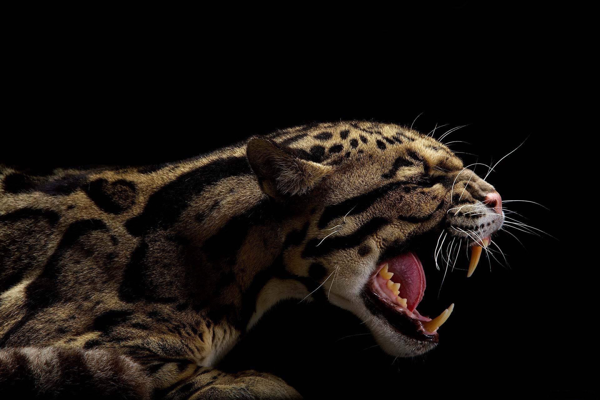 Animal Clouded Leopard 1920x1280