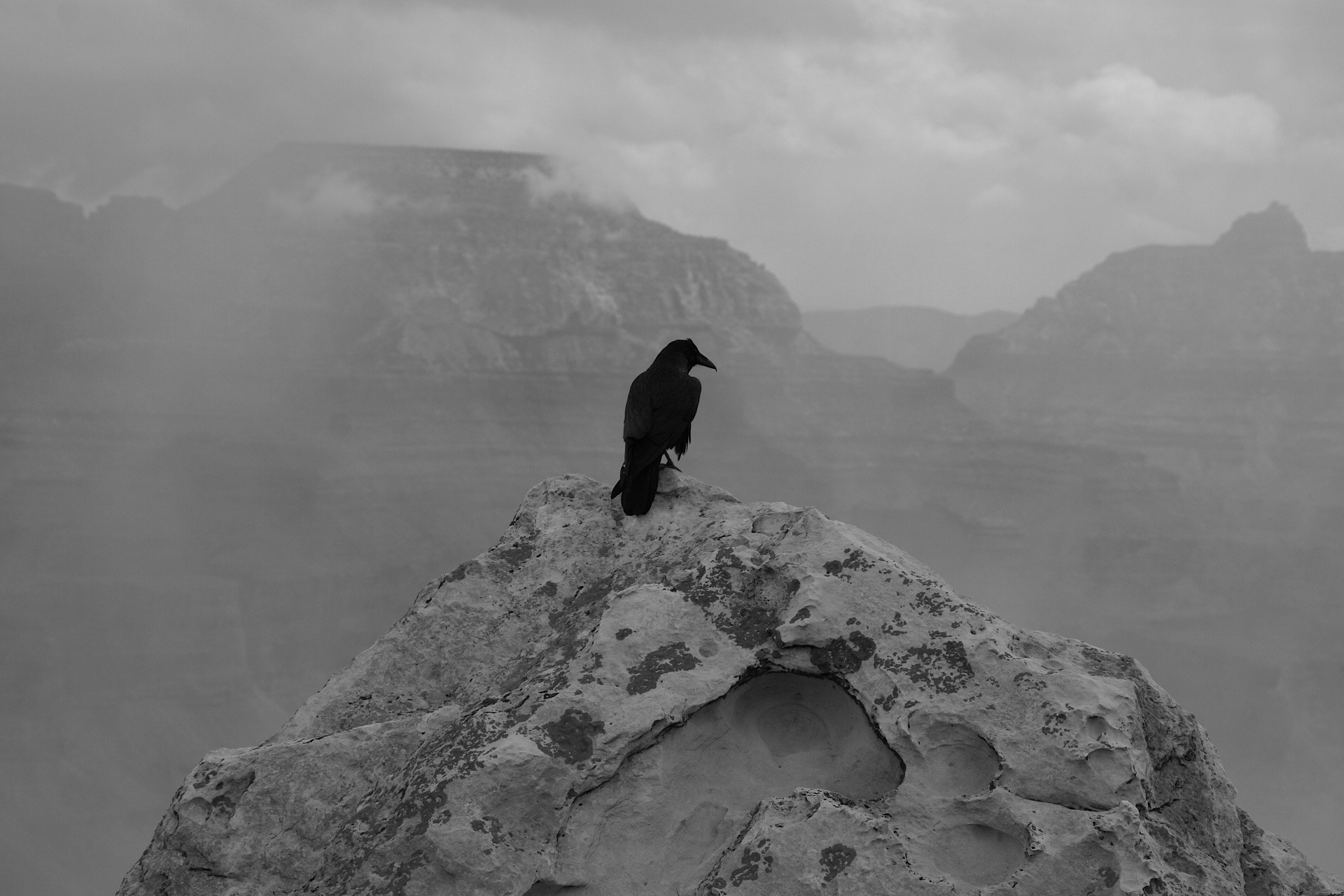 Bird Black Amp White Fog Grand Canyon Raven Rock Wildlife 1920x1280