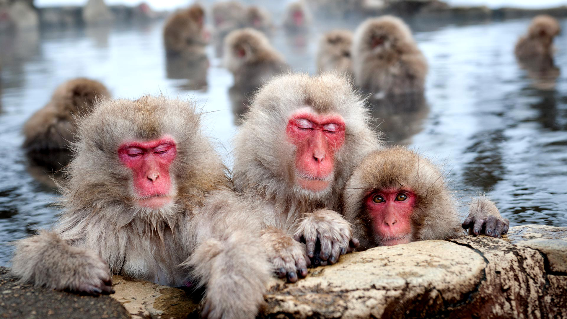 Baby Animal Japanese Macaque Monkey Primate Wildlife 1920x1080