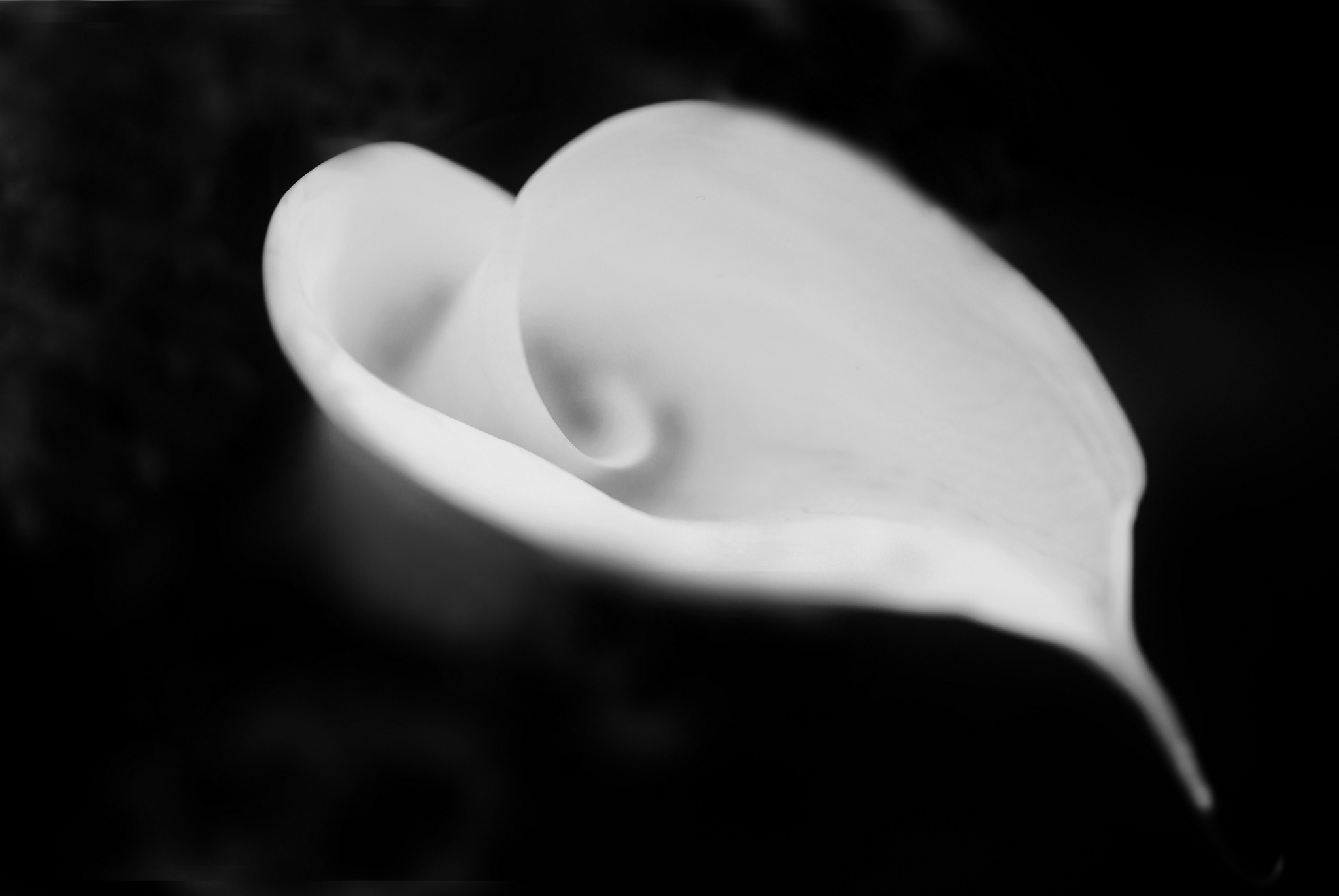 Calla Lily Flower White Flower 2048x1371