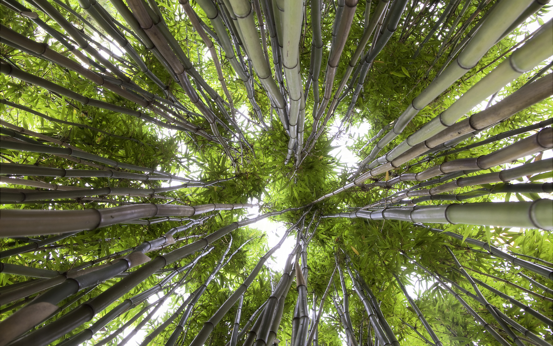 Bamboo Forest Green Nature 1920x1200