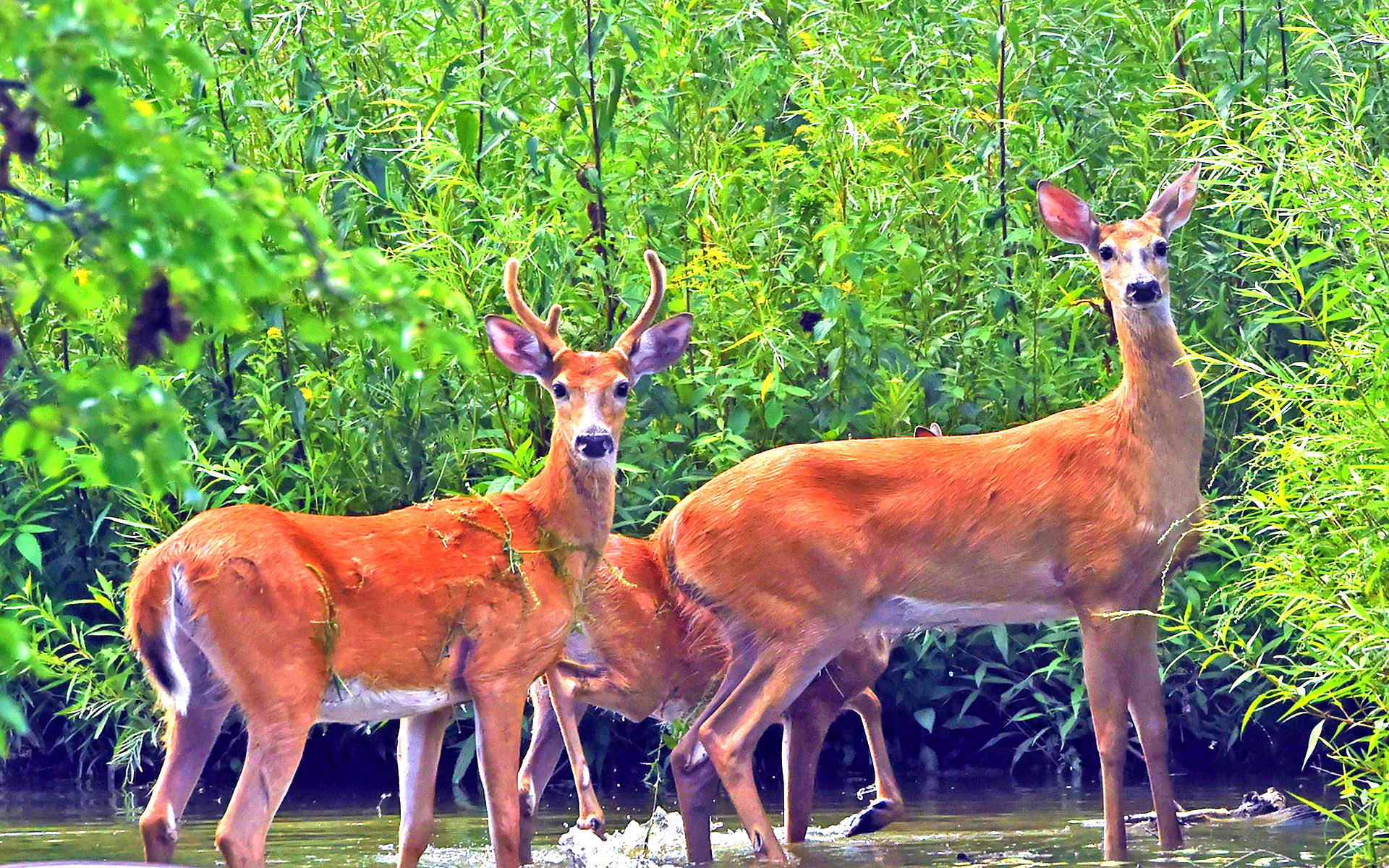 Animal Buck Deer Forest 1920x1200