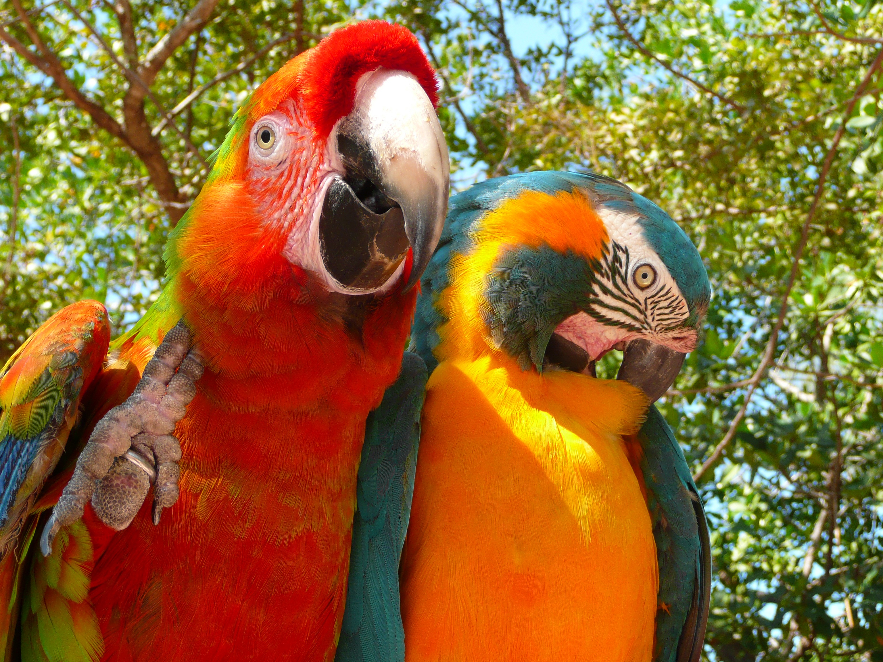 Animal Macaw 3072x2304