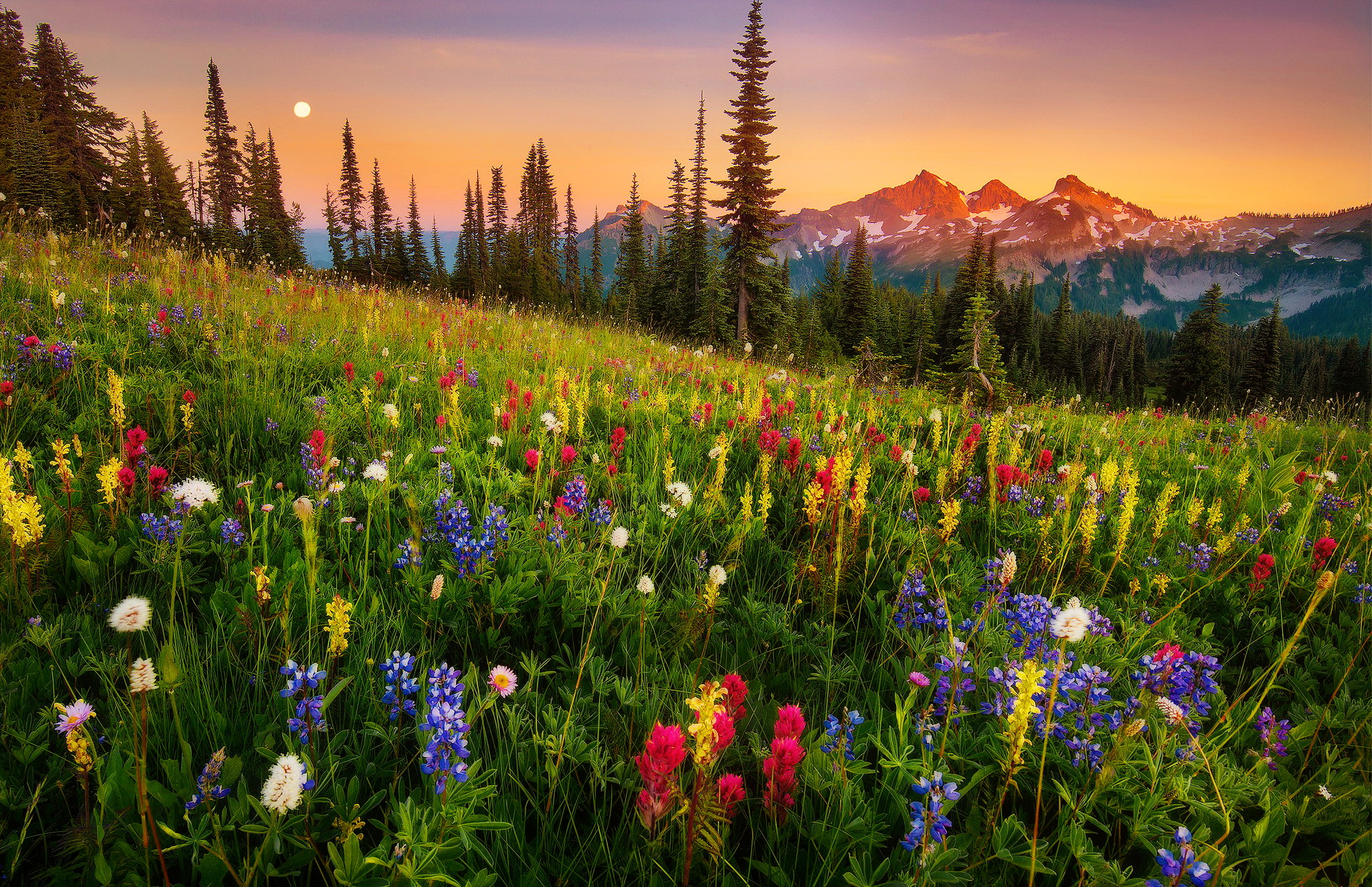 Flower Grass Landscape Meadow Moonrise Mount Rainier Mountain 2047x1324
