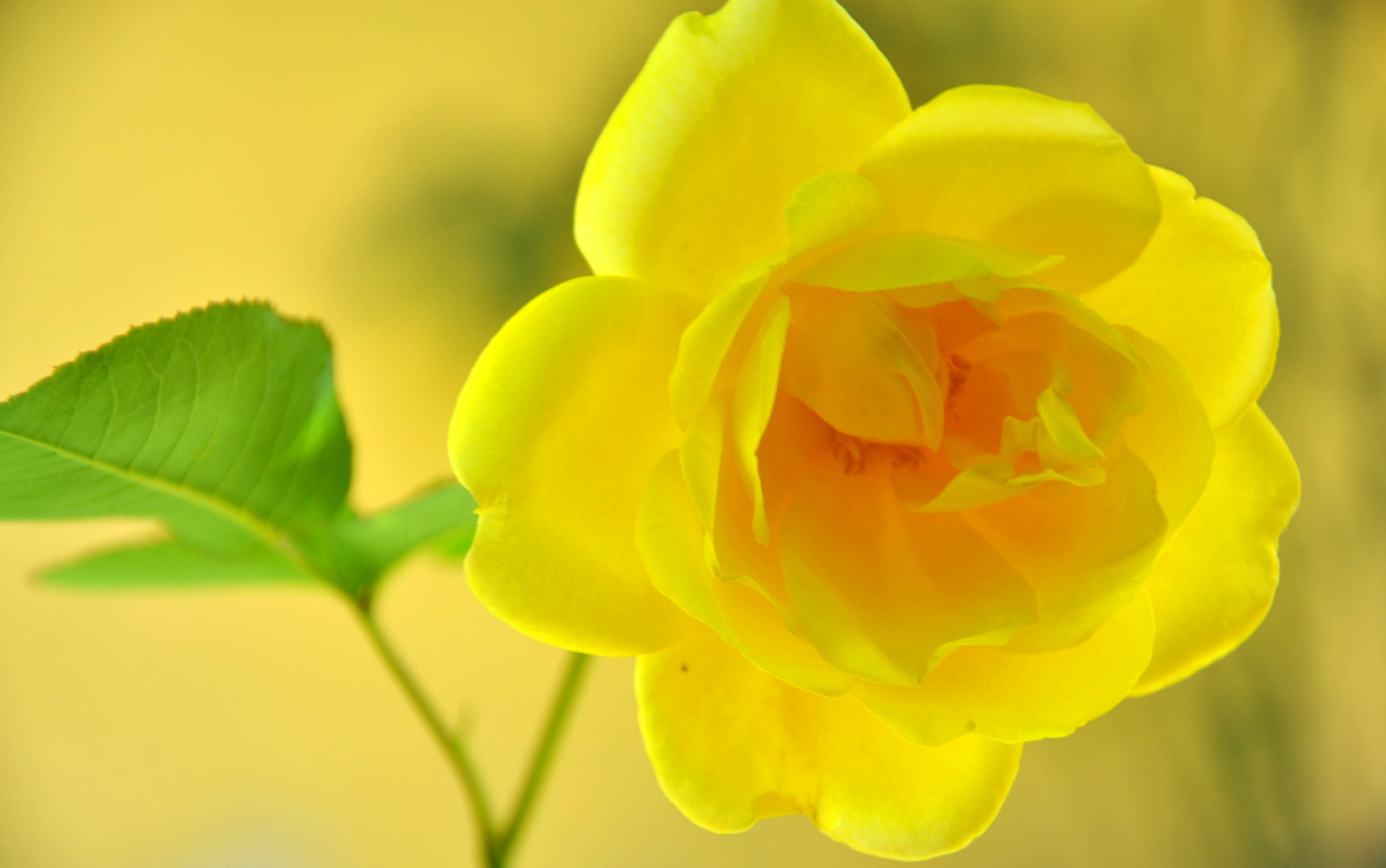 Flower Rose Yellow Flower Yellow Rose 2048x1283