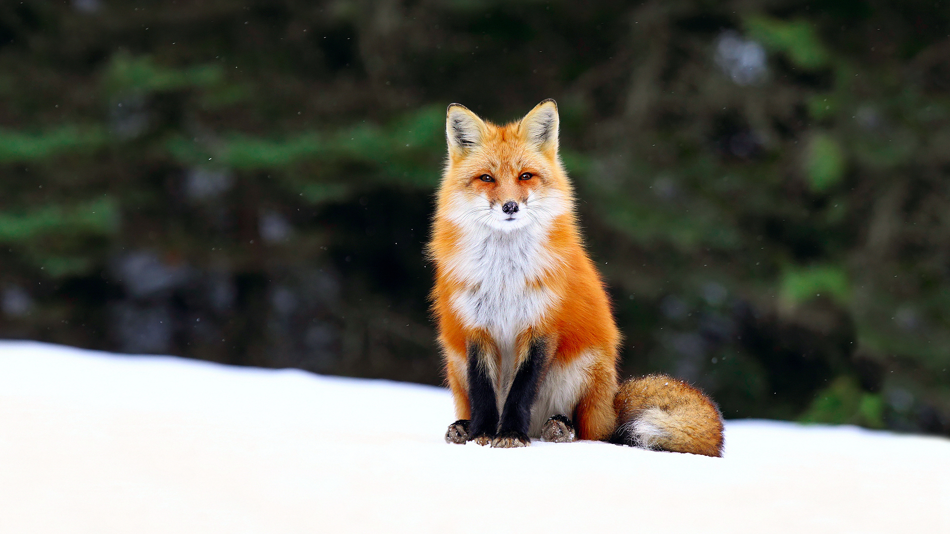 Animal Depth Of Field Fox Red Fox Snow Wildlife Winter 1920x1080