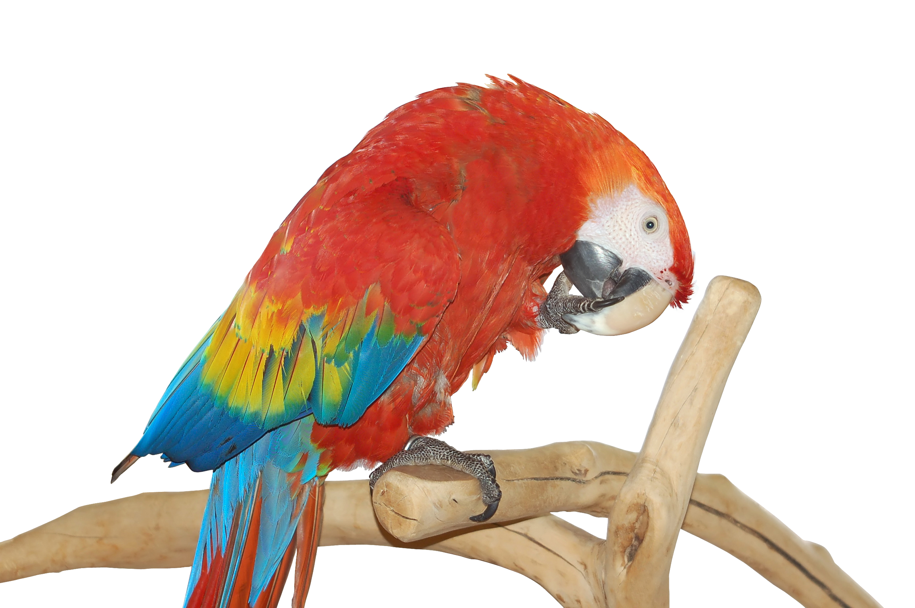 Animal Scarlet Macaw 3008x2000