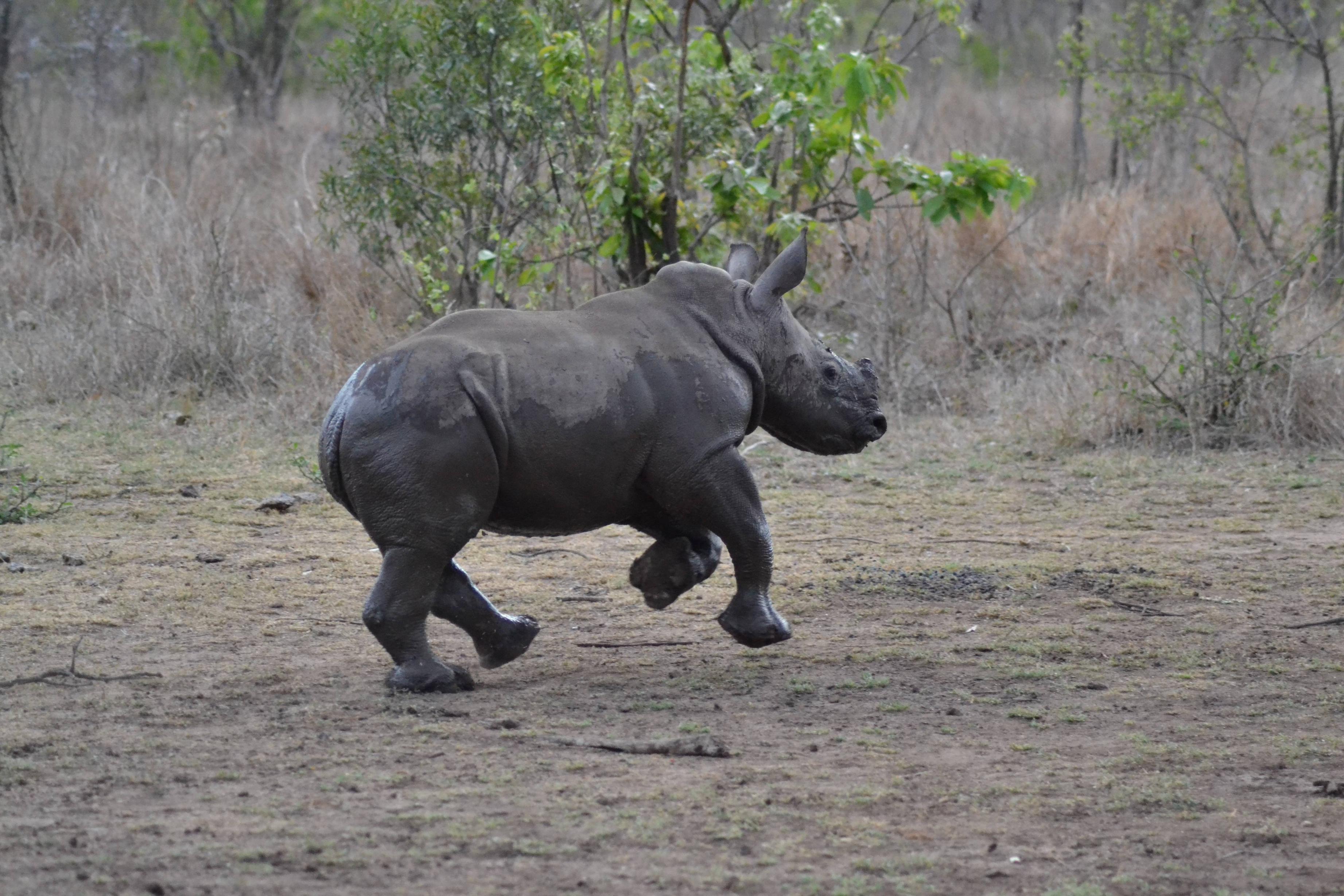 Animal Rhino 3686x2458
