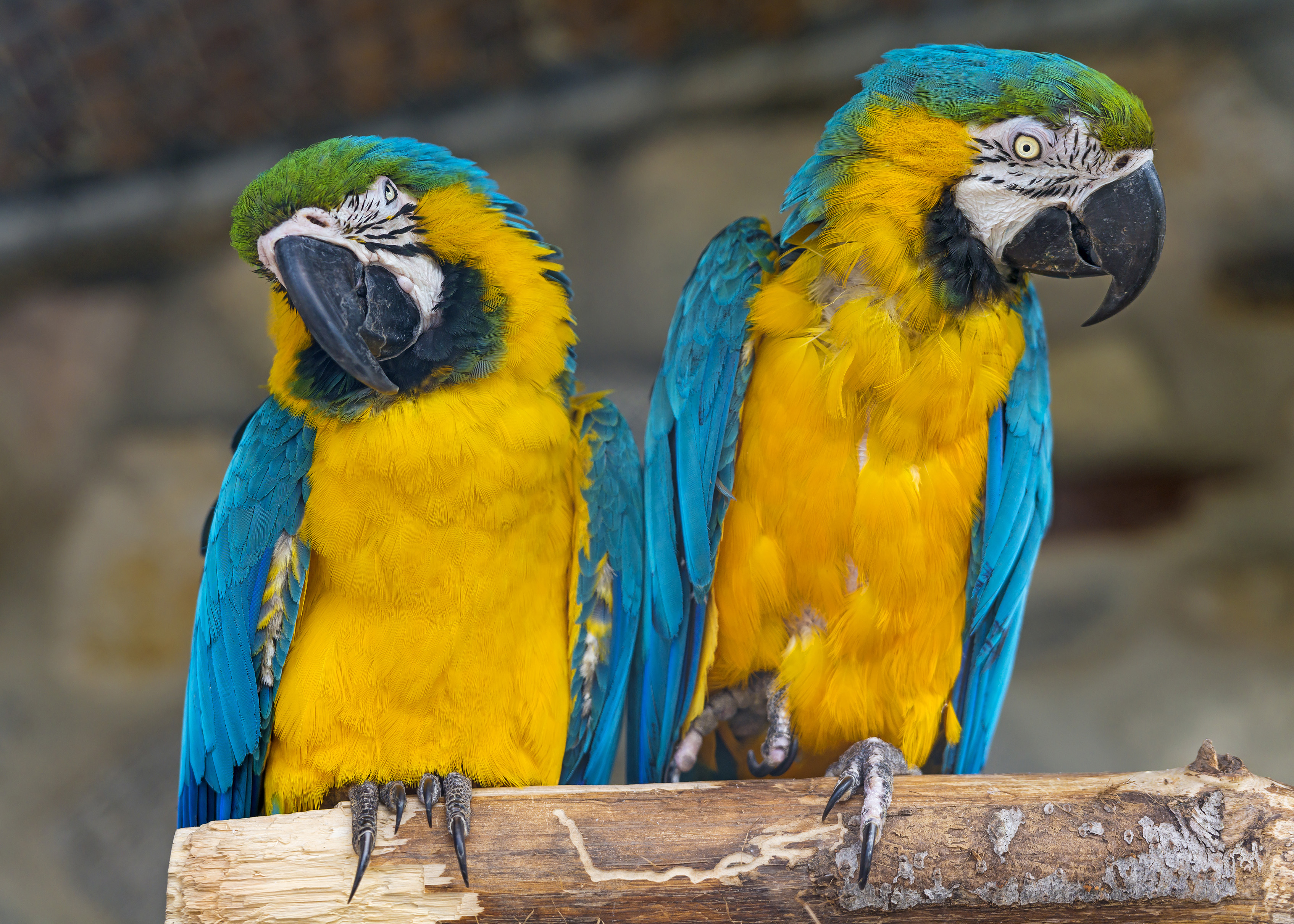 Blue And Yellow Macaw Macaw Parrot 3390x2422