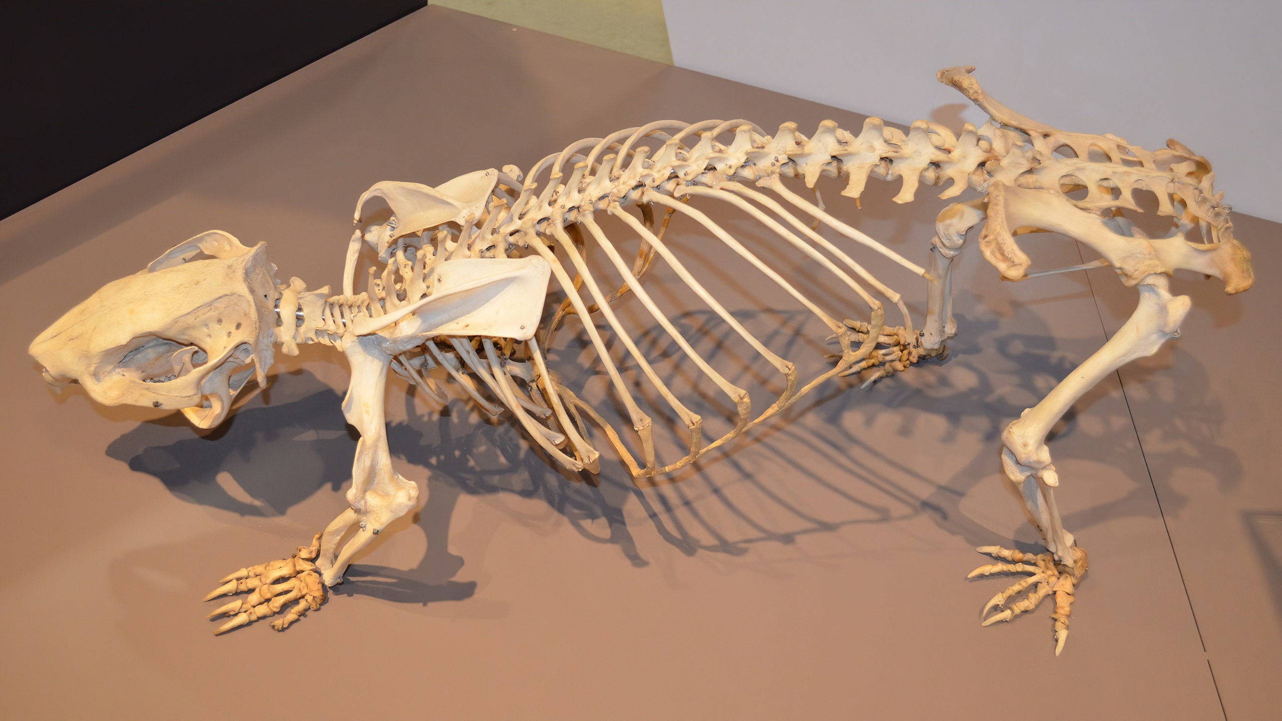 Bones Exhibit Museum Phascolonus Photography Skeleton Wombat 2560x1440