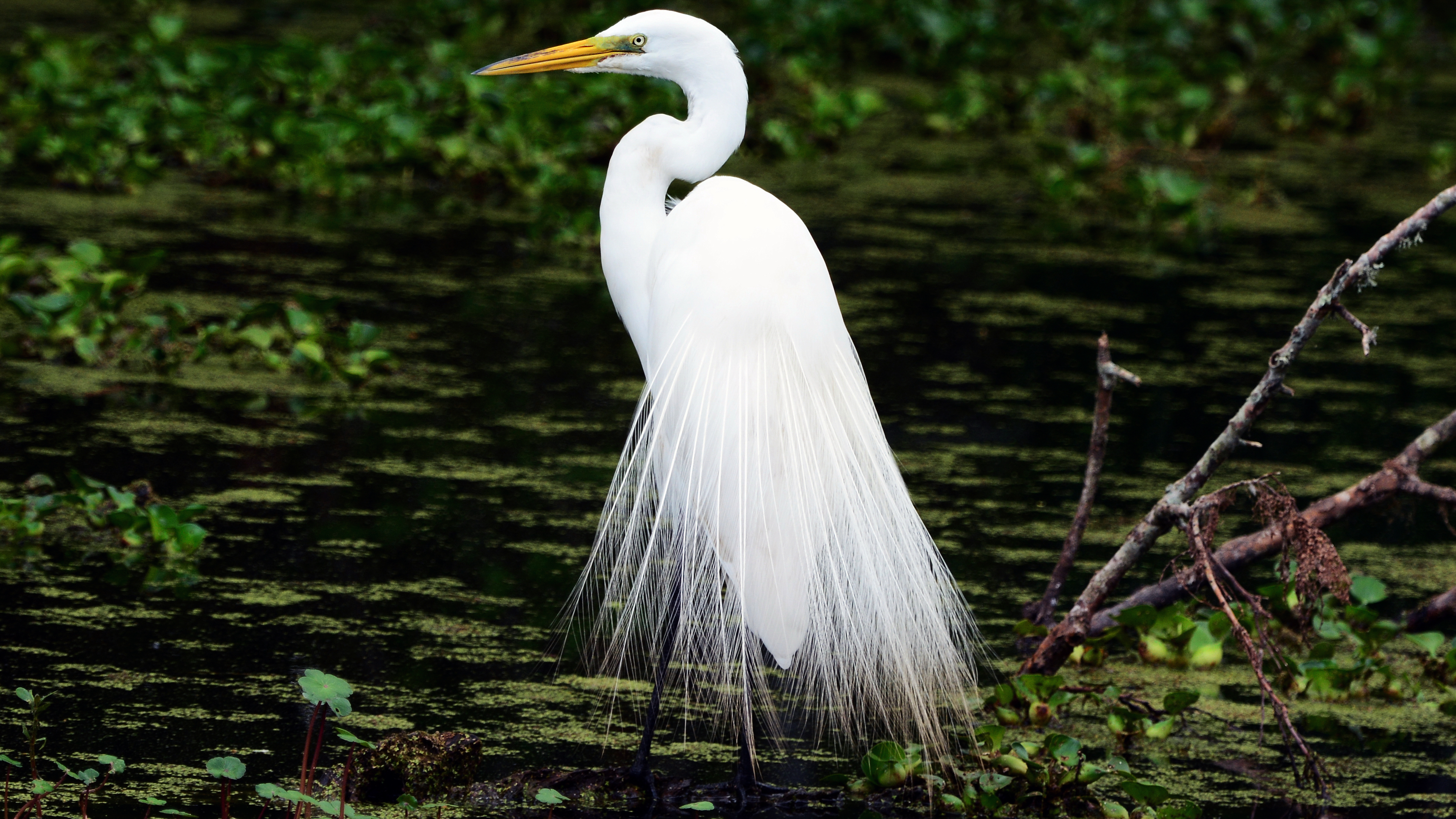 Bird Egret 3865x2174